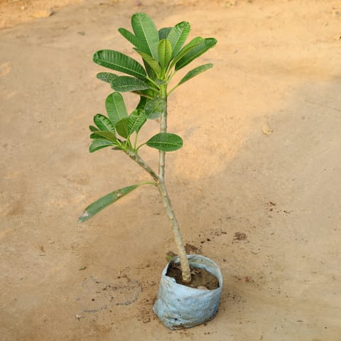 Champa / Plumeria In 8 Inch Nursery Bag