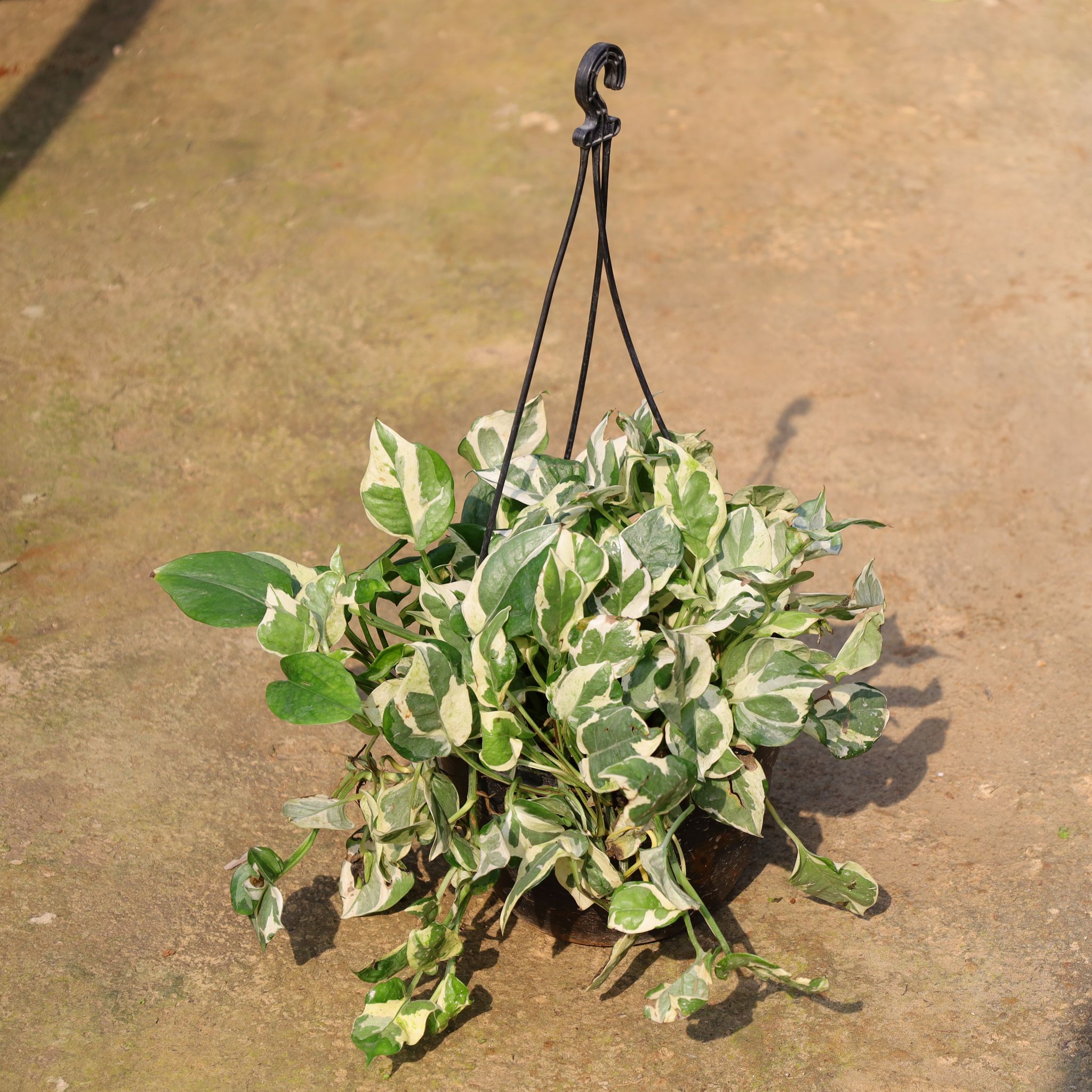 Money Plant N'Joy In 8 Inch Hanging Basket (Any Colour)