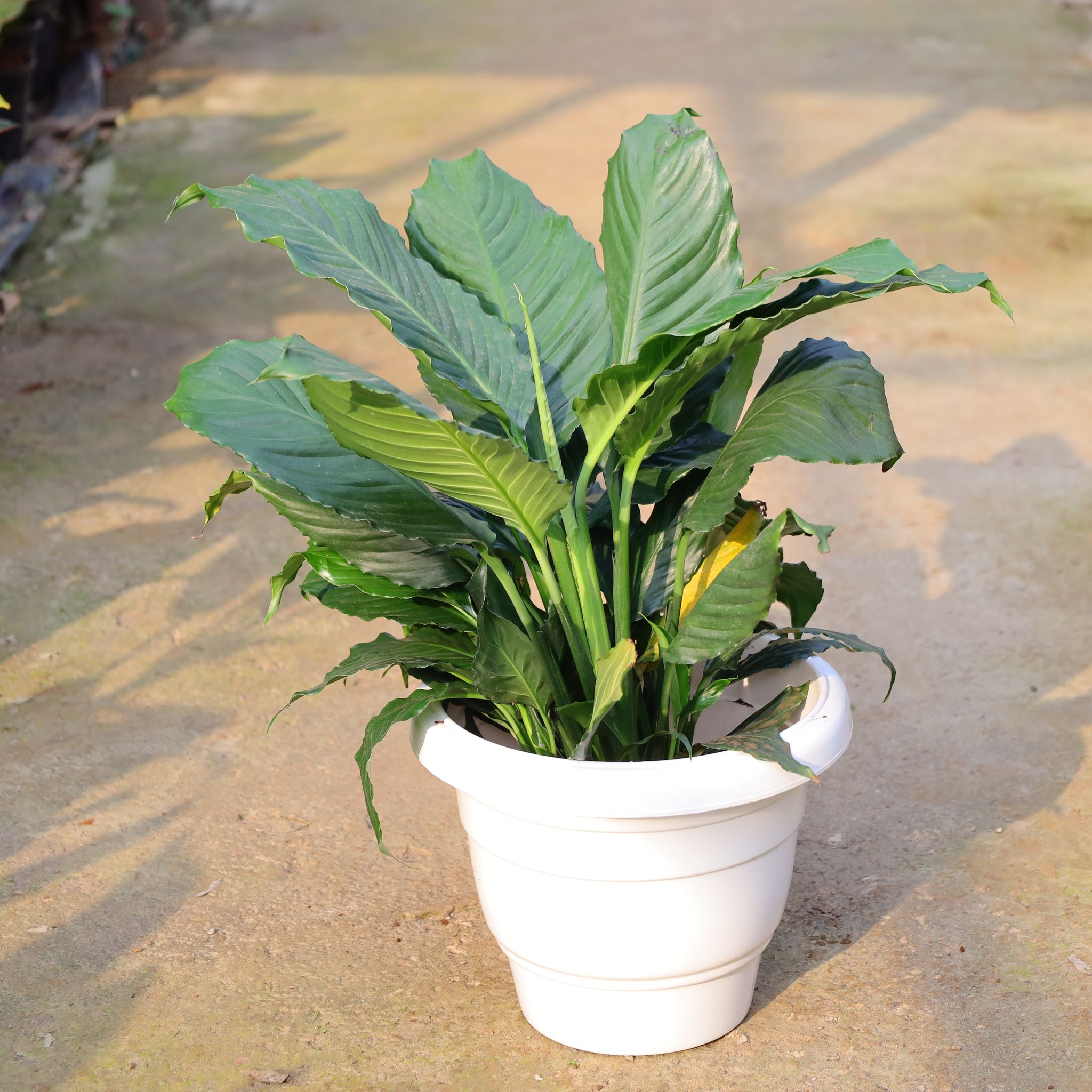 Peace Lily In 8 Inch White Classy Plastic Pot