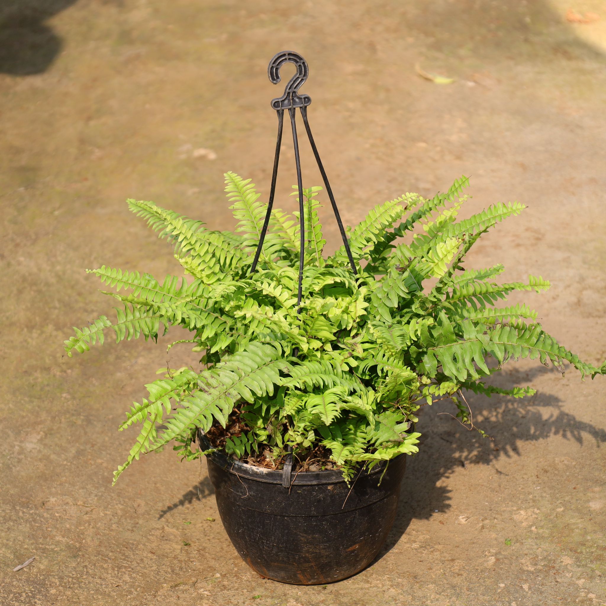 Air Purifying - Fern In 8 Inch Hanging Basket (Any Colour)