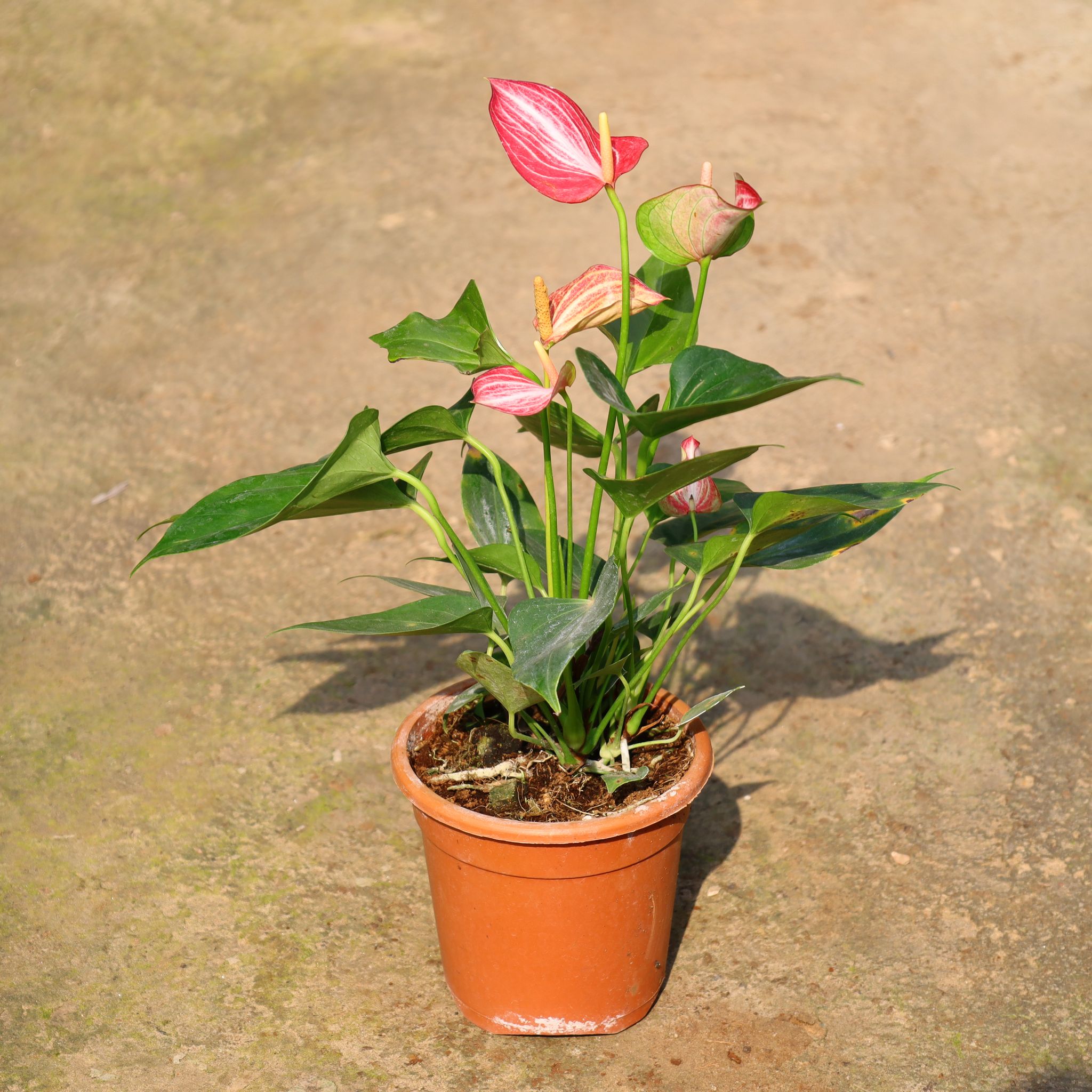 Anthurium In 5 Inch Nursery Pot