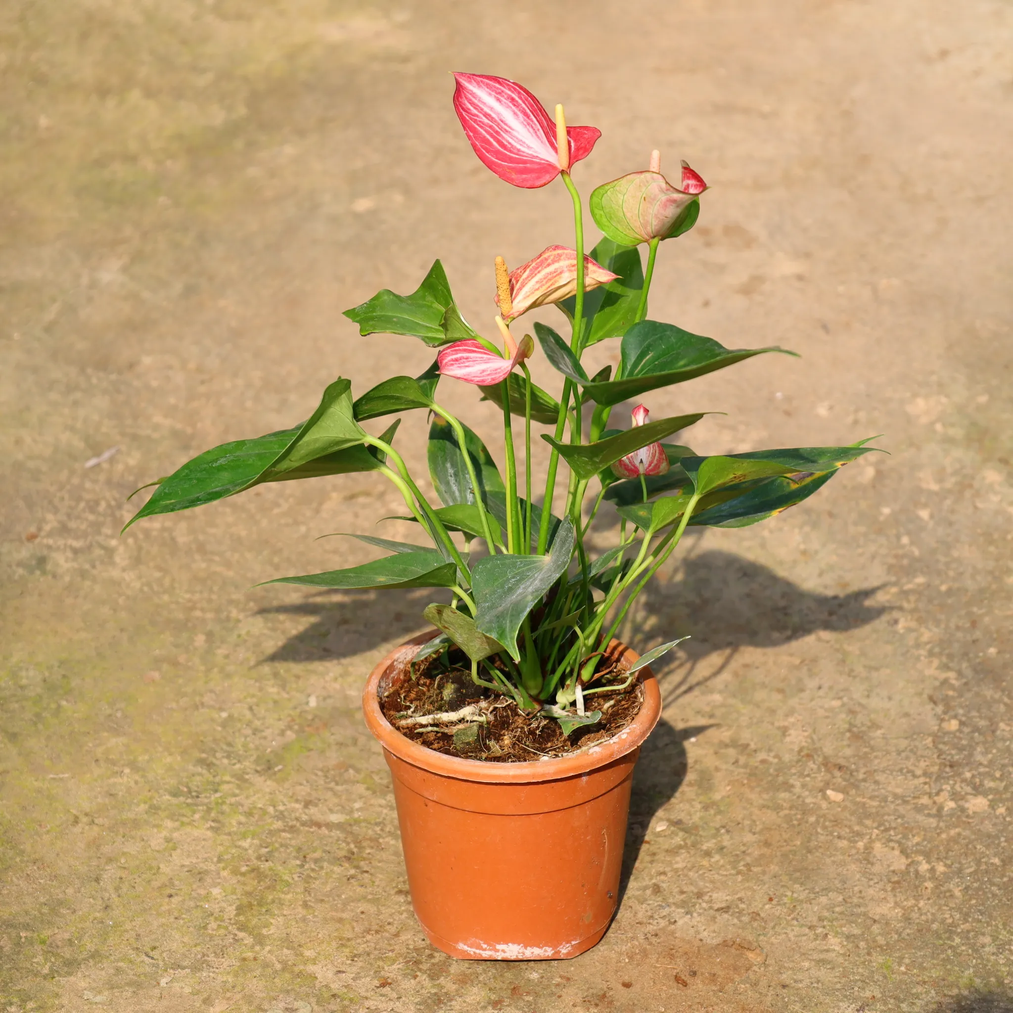 Anthurium In 5 Inch Nursery Pot