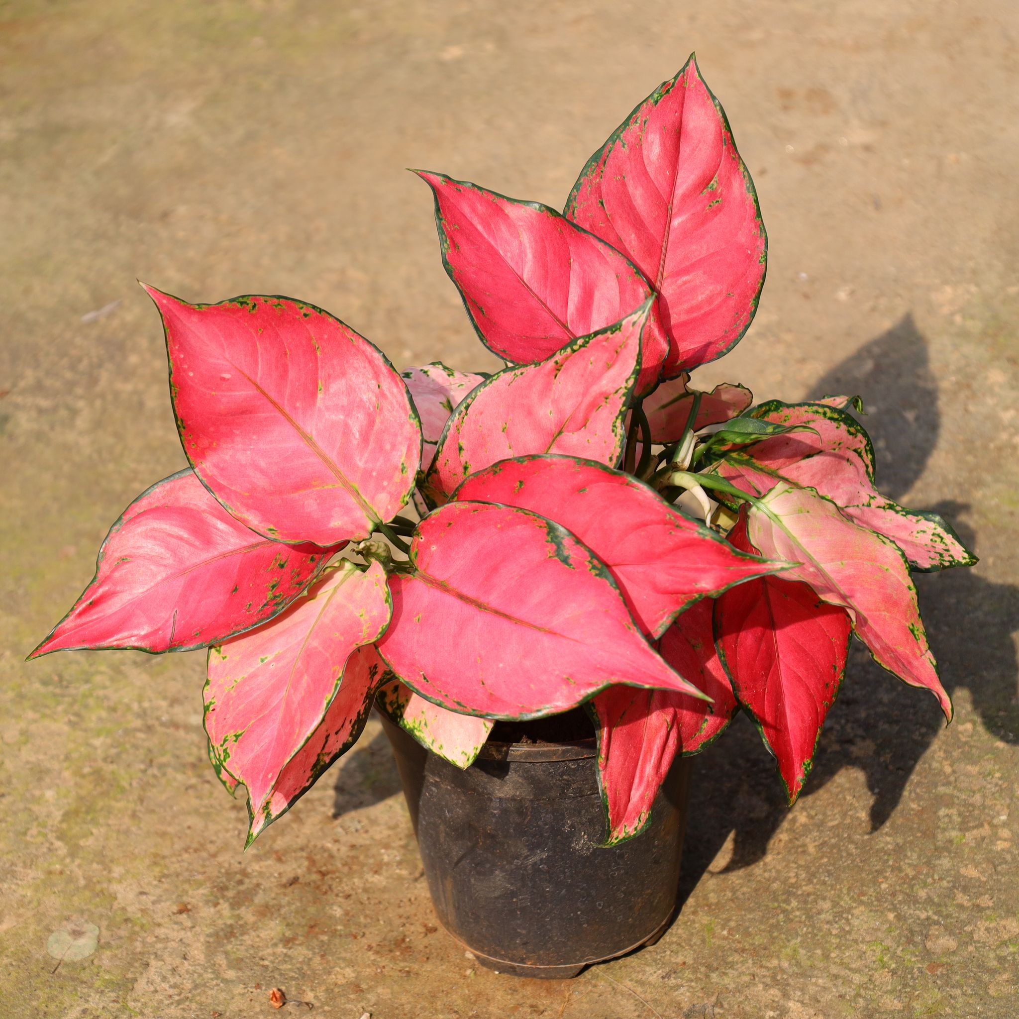 Aglaonema Red Ruby In 5 Inch Nursery Pot