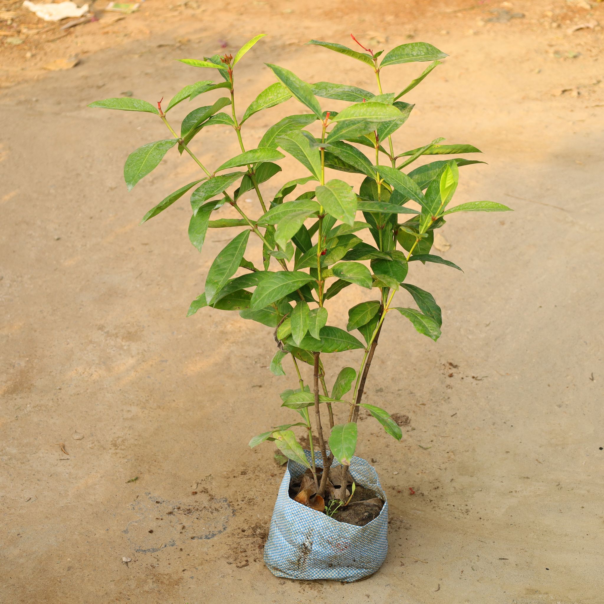 Ixora Red In 8 Inch Nursery Bag
