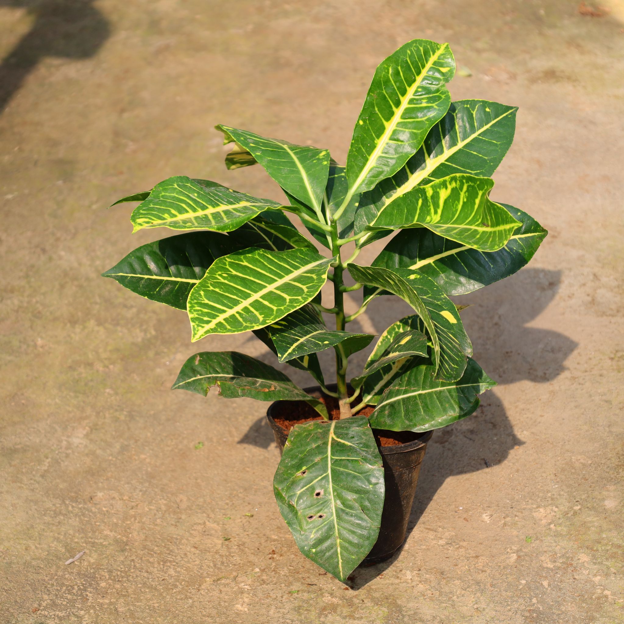 Croton Petra In 6 Inch Nursery Pot