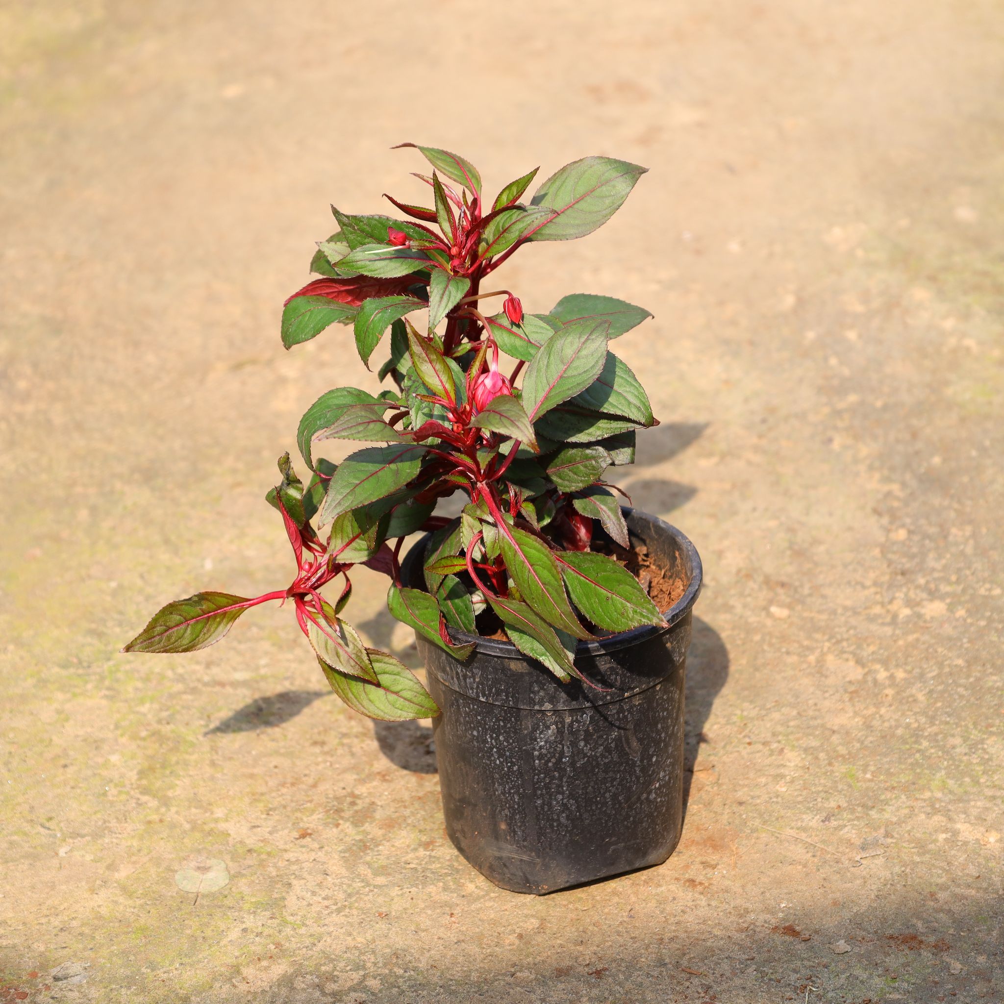 Balsam (Any Colour) In 5 Inch Nursery Pot