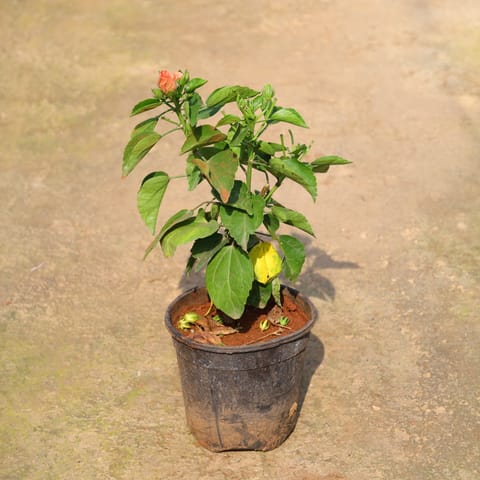 Hibiscus / Gudhal Dwarf (Any Colour) In 6 Inch Live Plant Nursery Pot