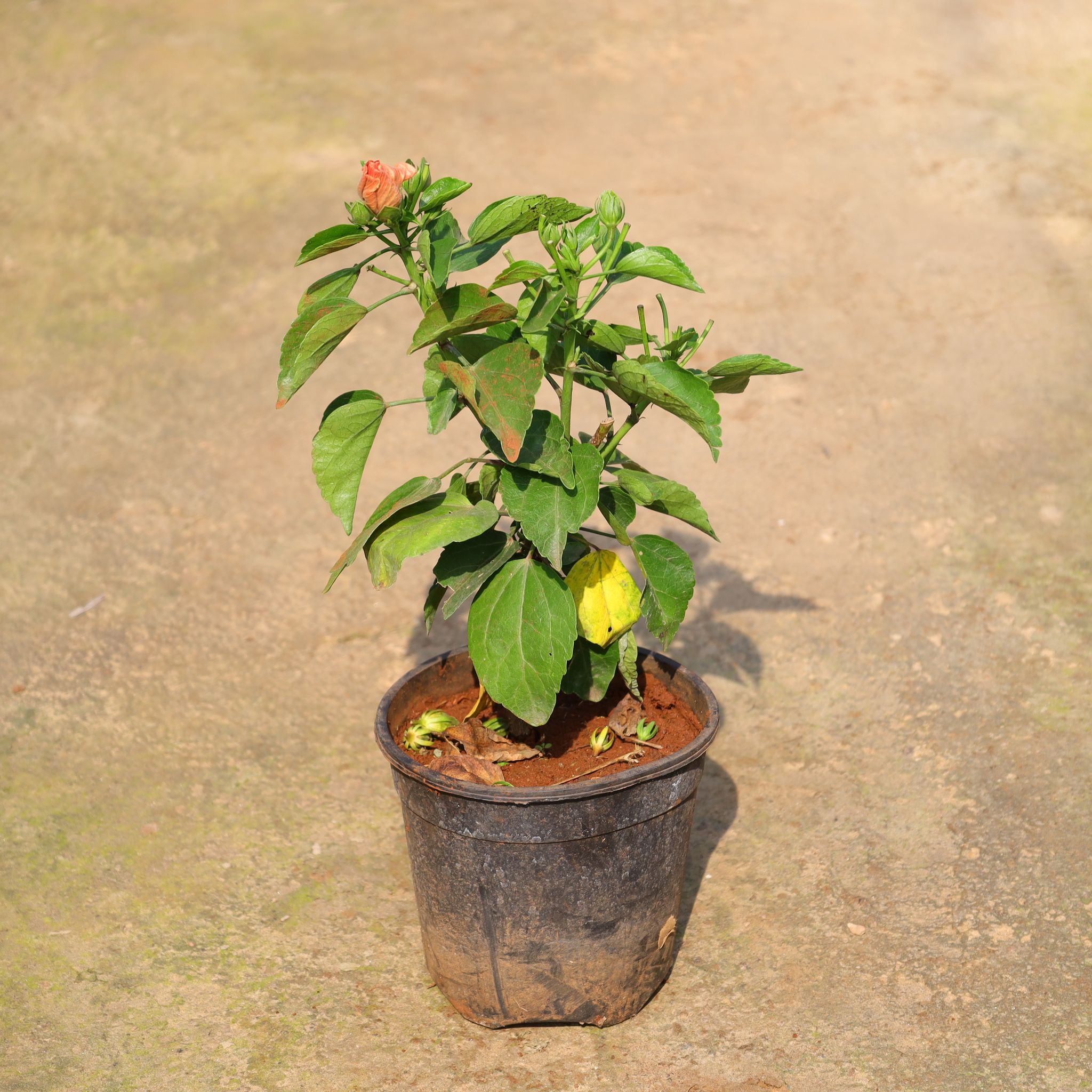 Hibiscus / Gudhal Dwarf (Any Colour) In 6 Inch Nursery Pot