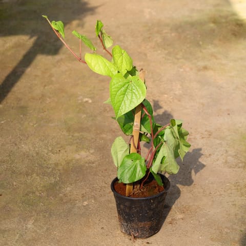 Paan / Betal Leaf In 6 Inch Nursery Pot