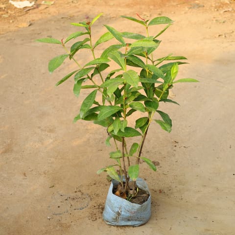 Ixora Red In 8 Inch Nursery Bag