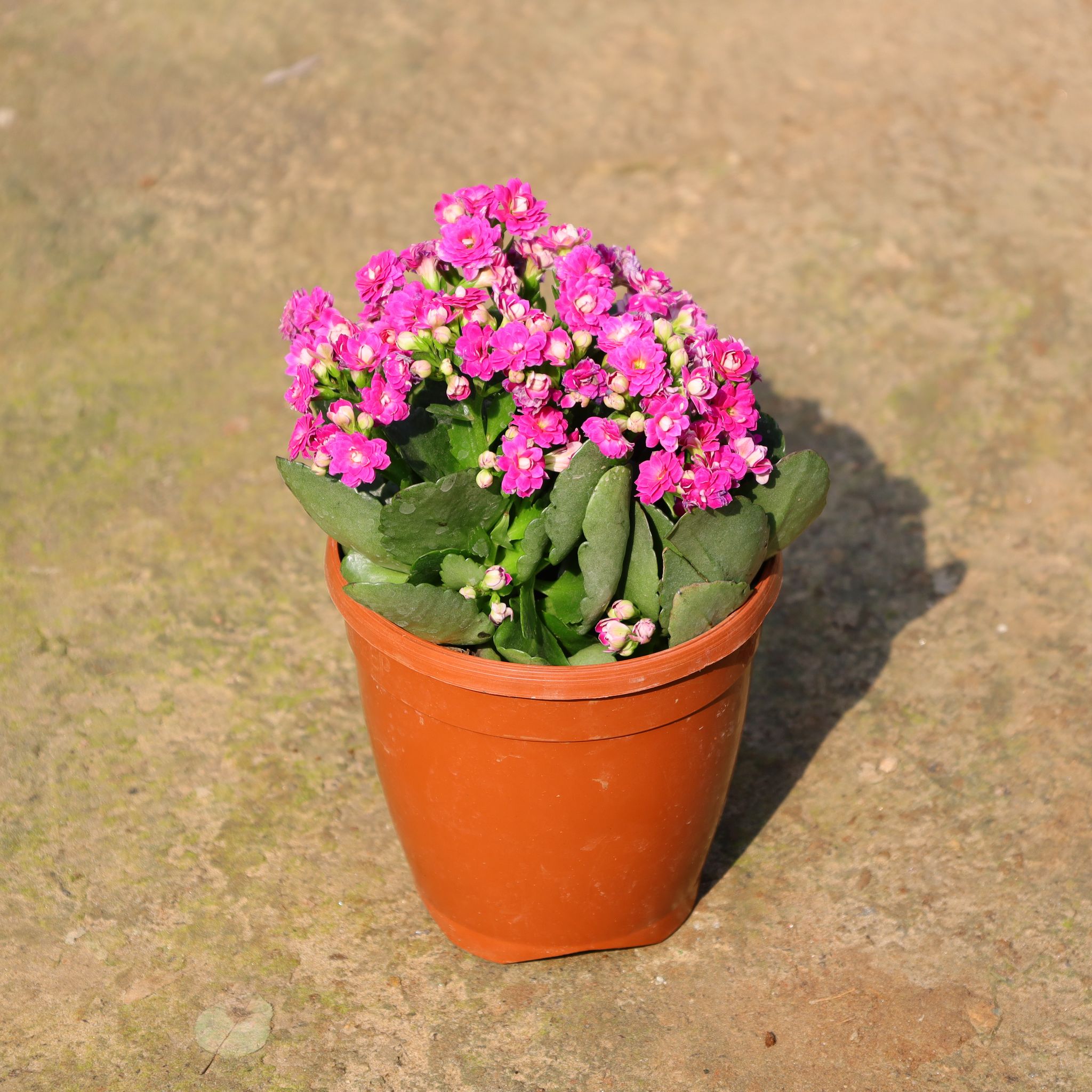Kalanchoe (Any Colour) In 5 Inch Nursery Pot