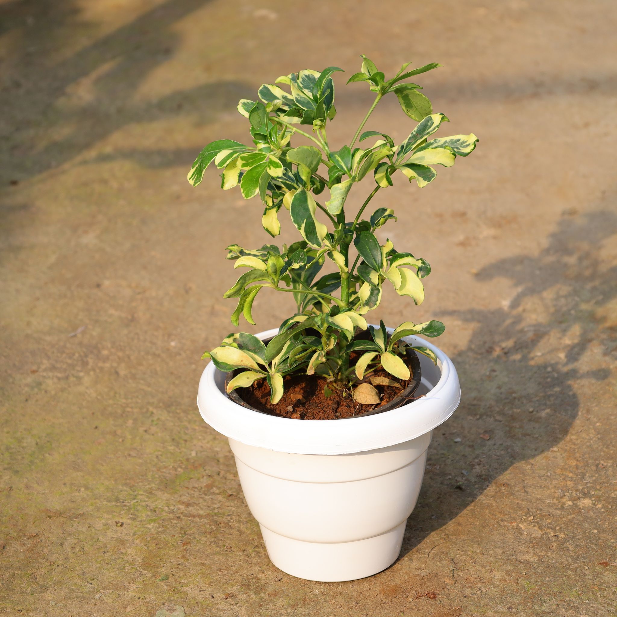 Schefflera Variegated In 10 Inch White Classy Plastic Pot