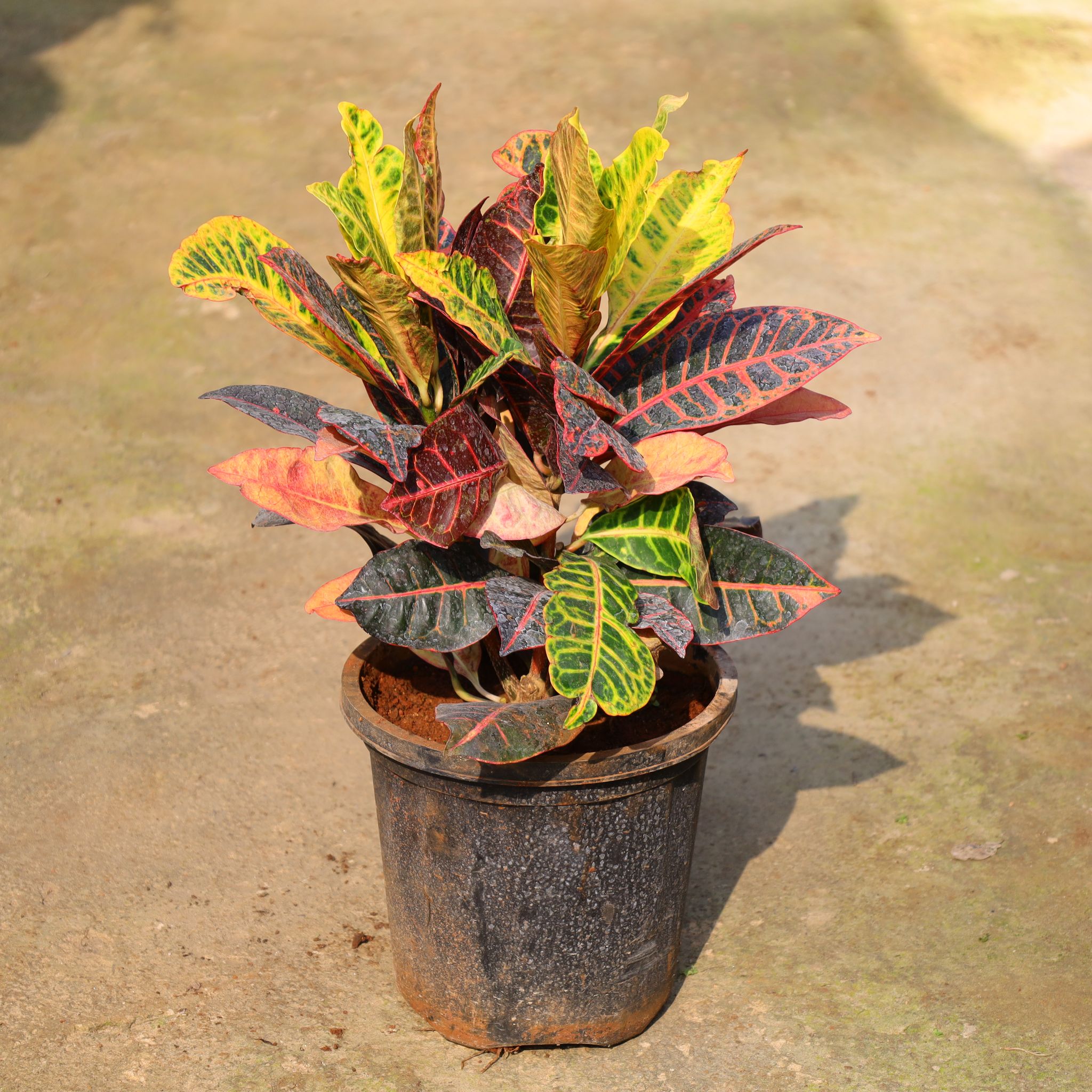 Croton Petra In 8 Inch Nursery Pot