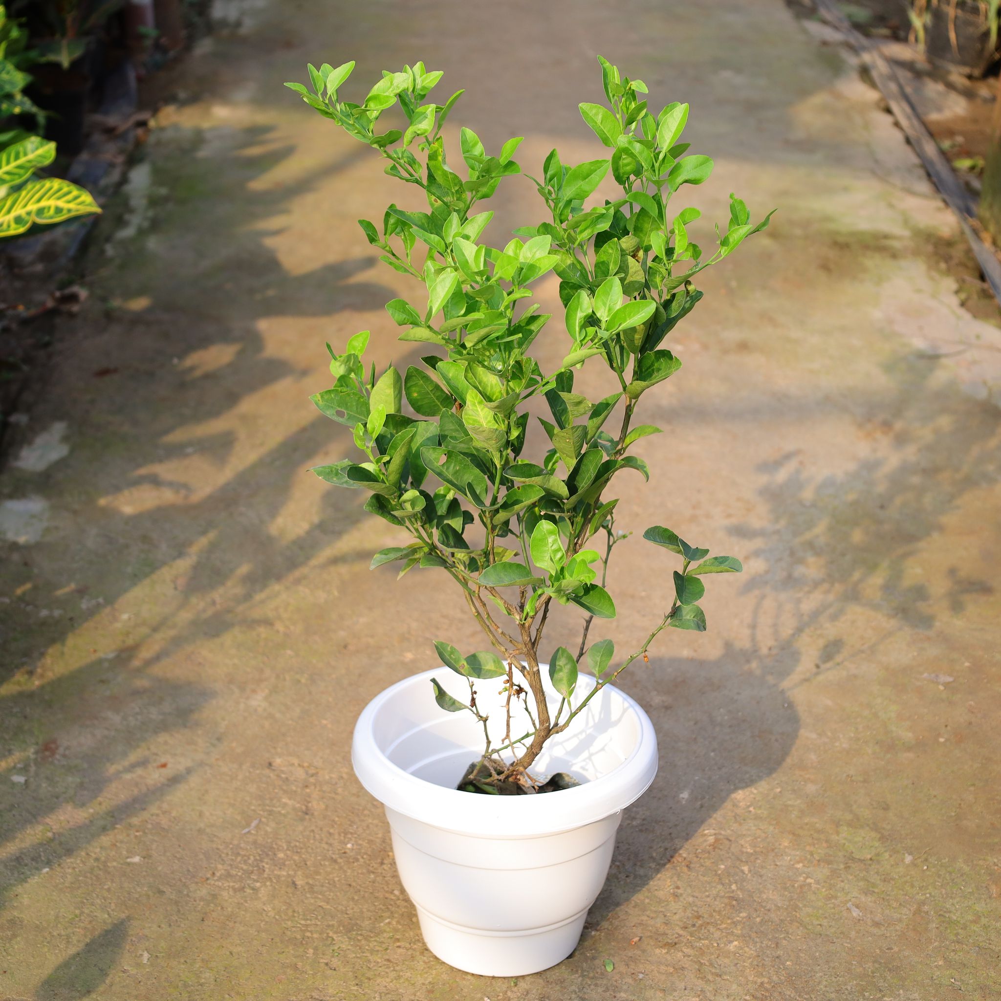 Nimbu / Lemon Plant In 10 Inch White Classy Plastic Pot