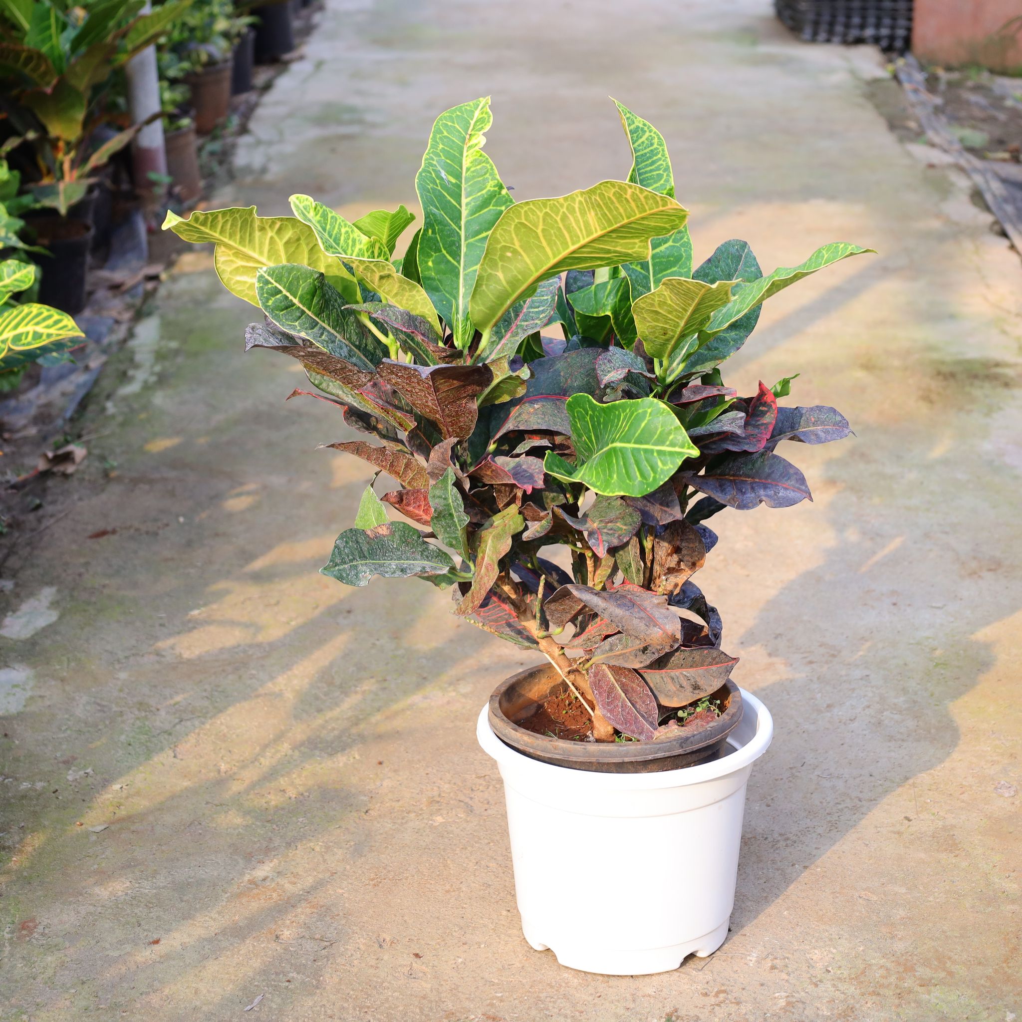 Croton Petra In 10 Inch Nursery Pot