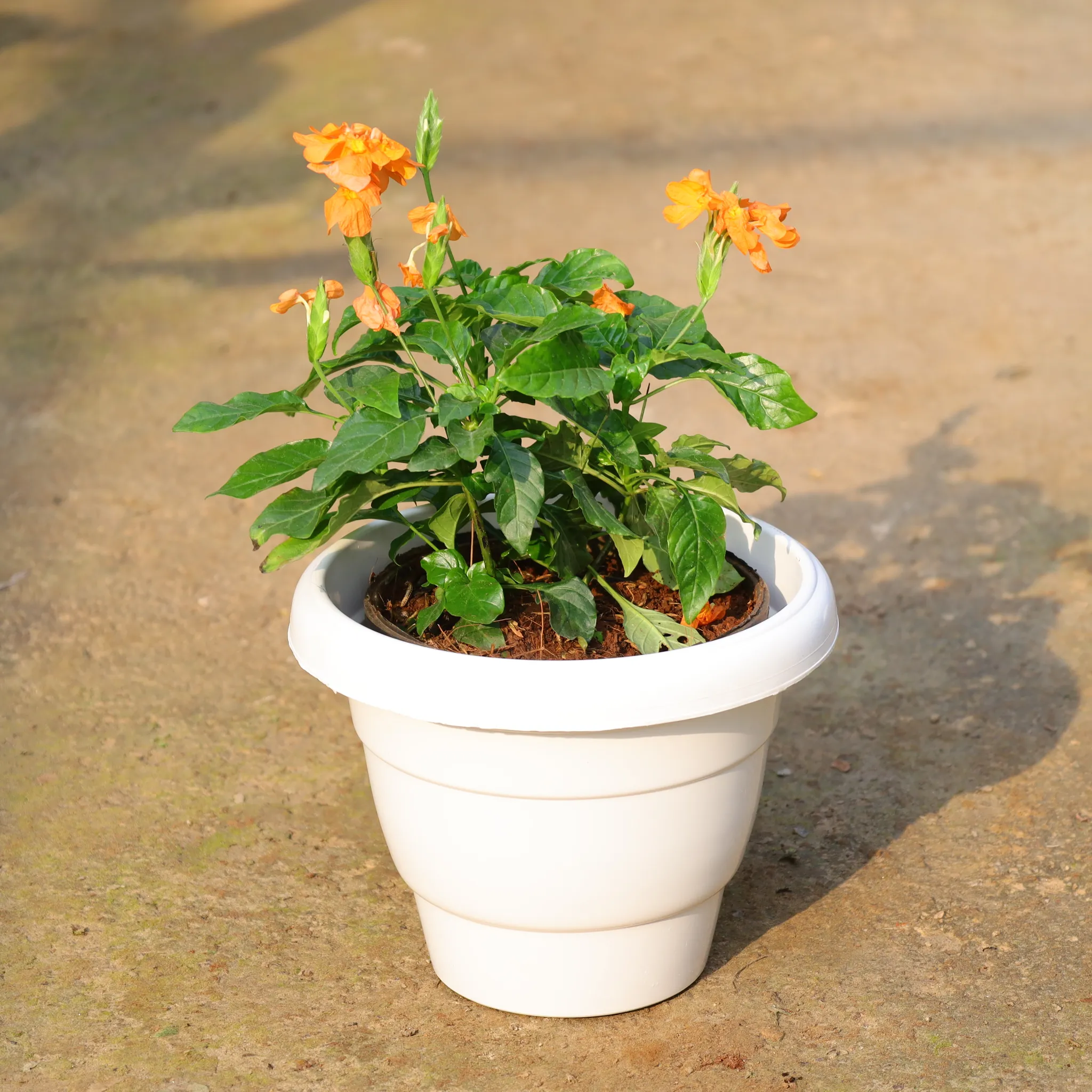 Crossandra / Kanakambaram (Any Colour) In 8 Inch White Classy Plastic Pot