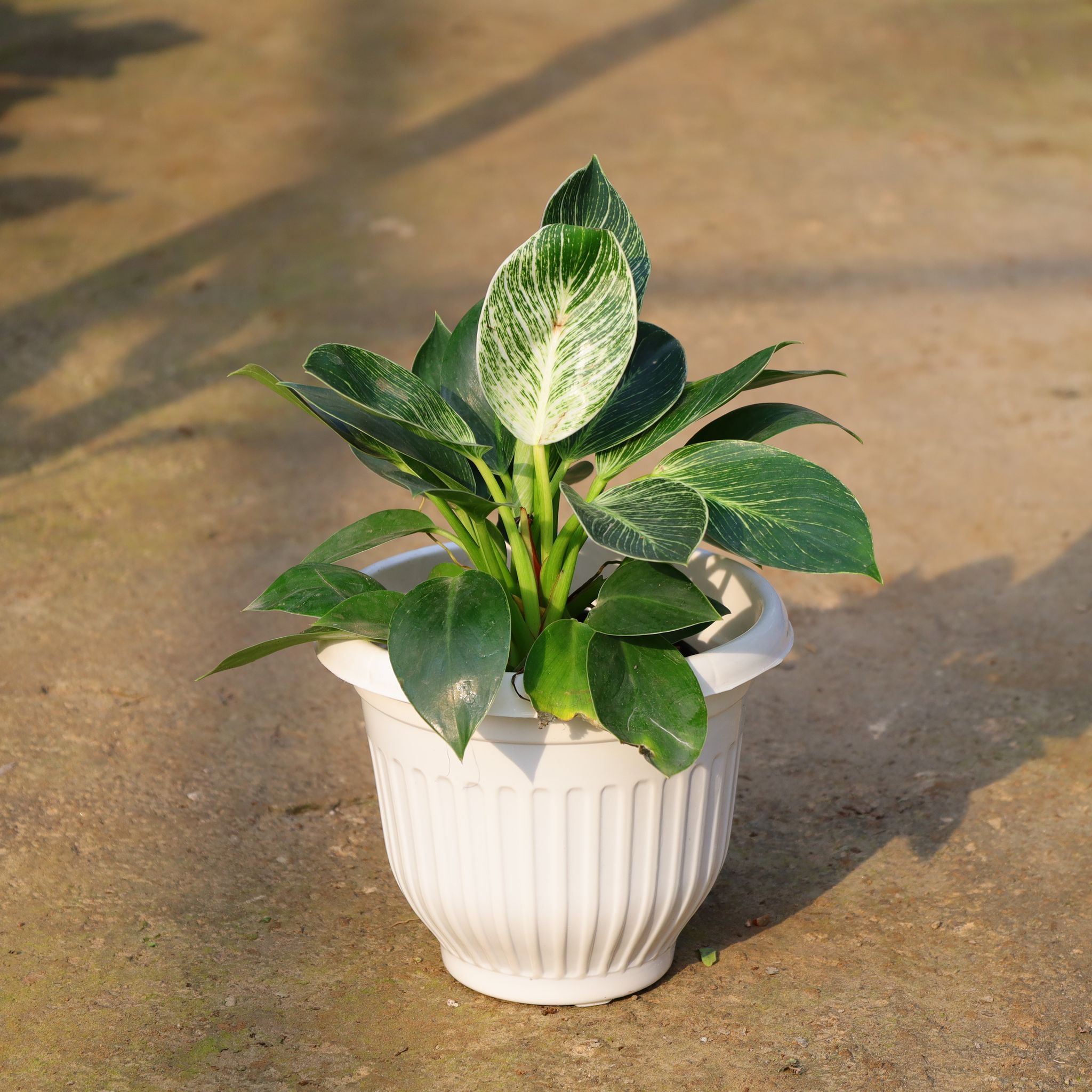 Philodendron Birkin In 8 Inch White Olive Plastic Pot