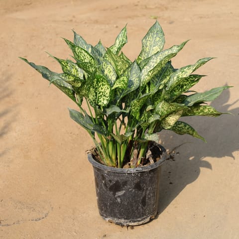 Air Purifying - Aglaonema Snow White In 8 Inch Nursery Pot