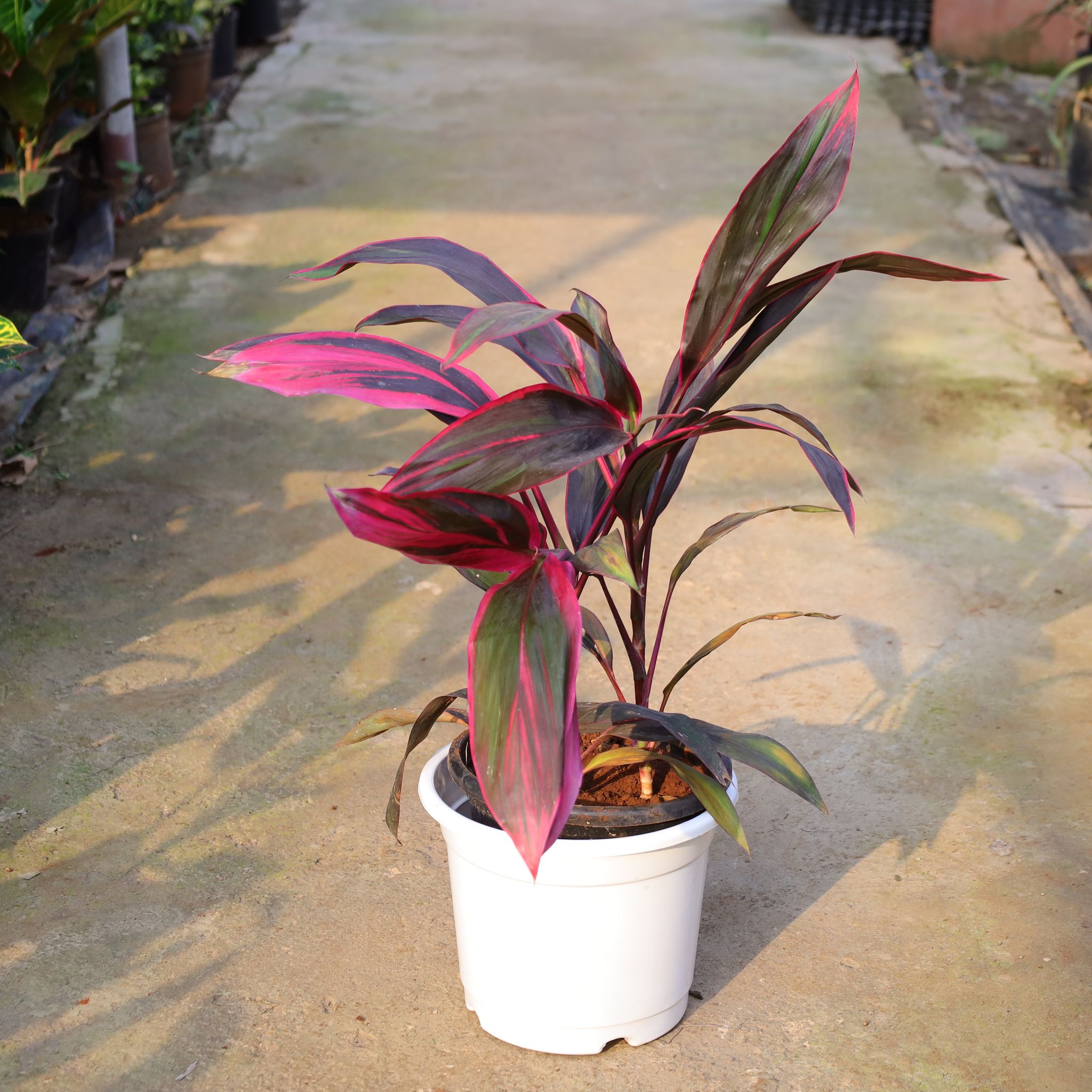 Dracaena Pink In 10 Inch Nursery Pot