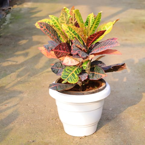 Air Purifying - Croton Petra In 10 Inch Live Plant White Classy Plastic Pot