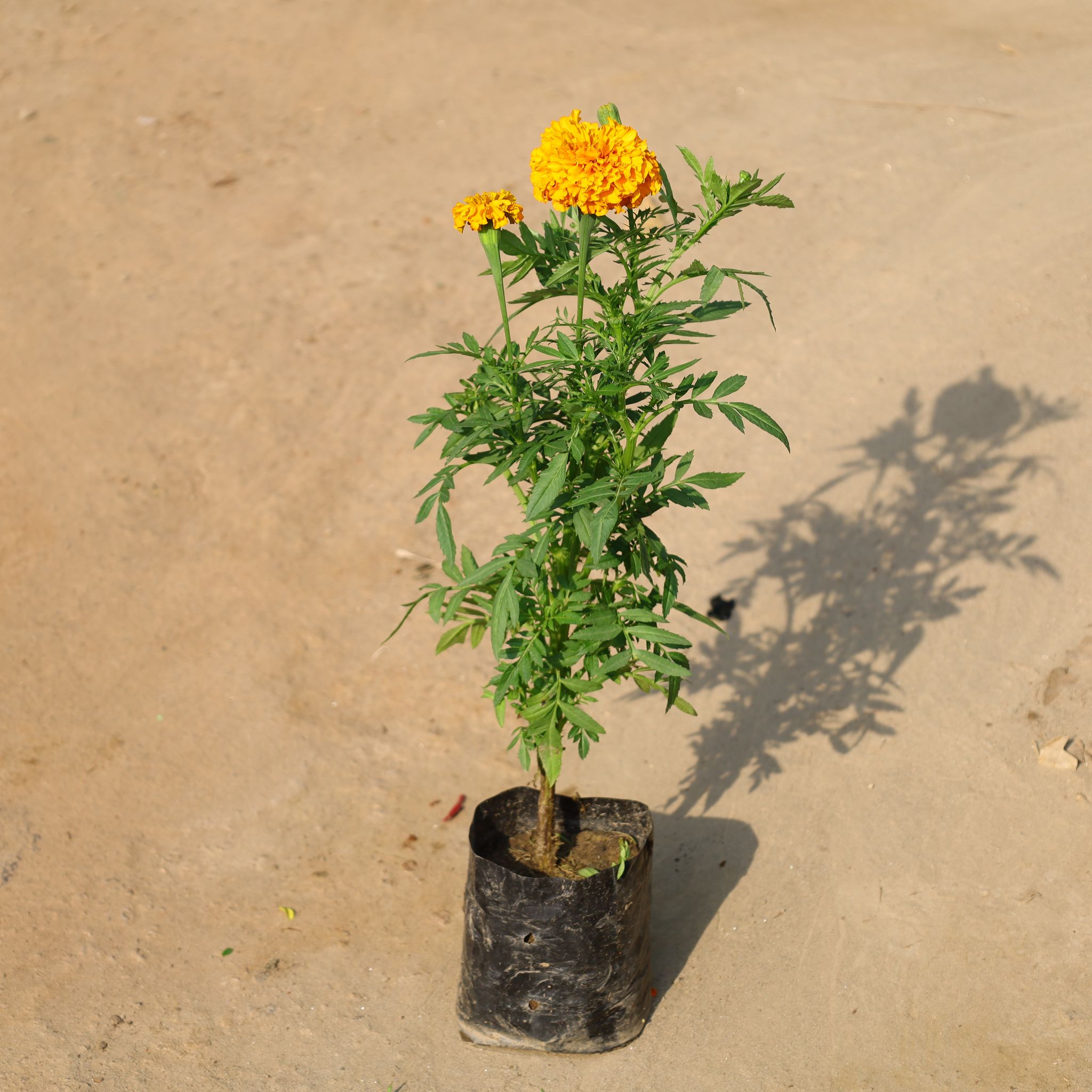 Marigold (Any Colour) In 4 Inch Nursery Bag