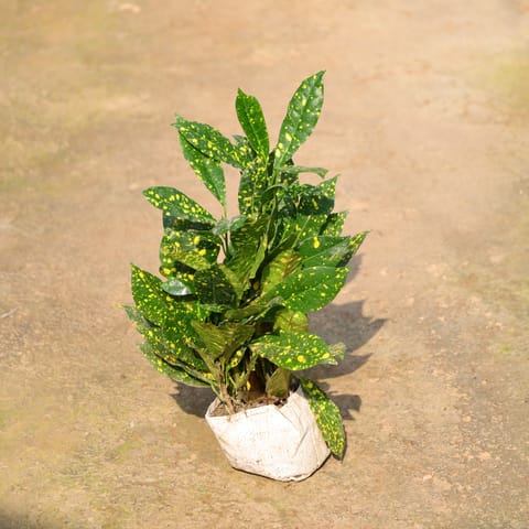 Baby Croton In 4 Inch Nursery Bag