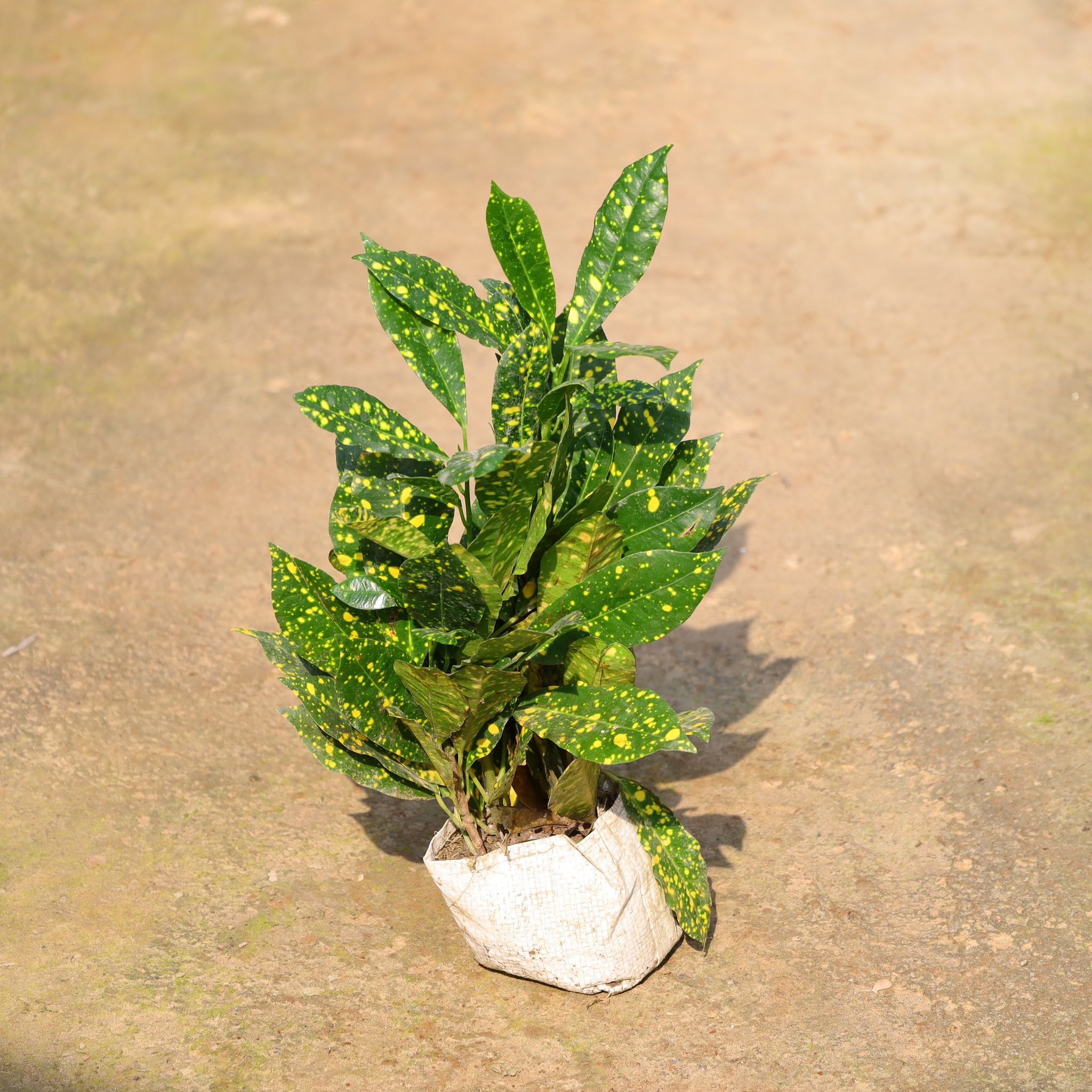 Baby Croton In 4 Inch Nursery Bag