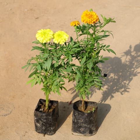 Set Of 2 - Marigold (Any Colour) In 4 Inch Nursery Bag