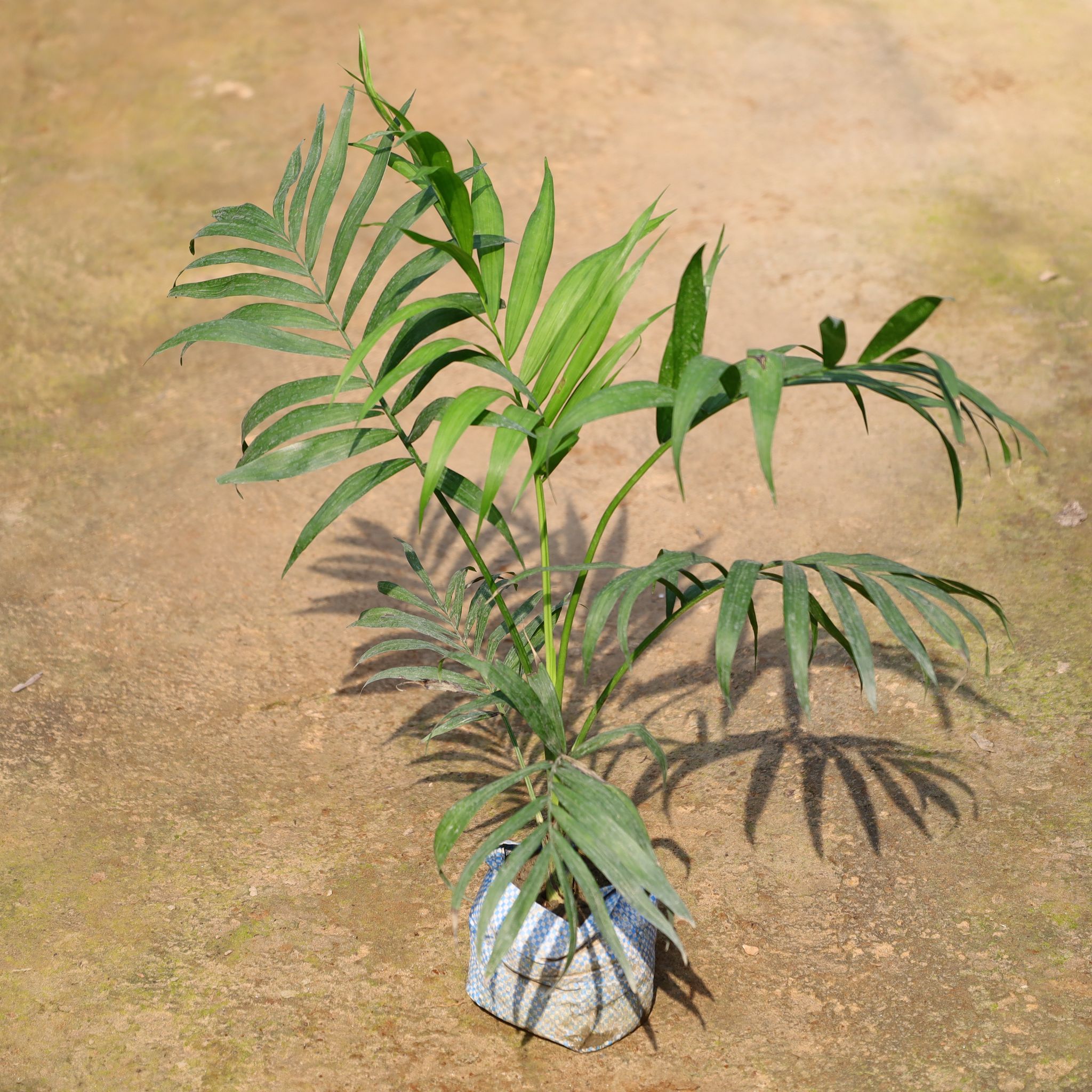 Chameadorea Palm In 4 Inch Nursery Bag