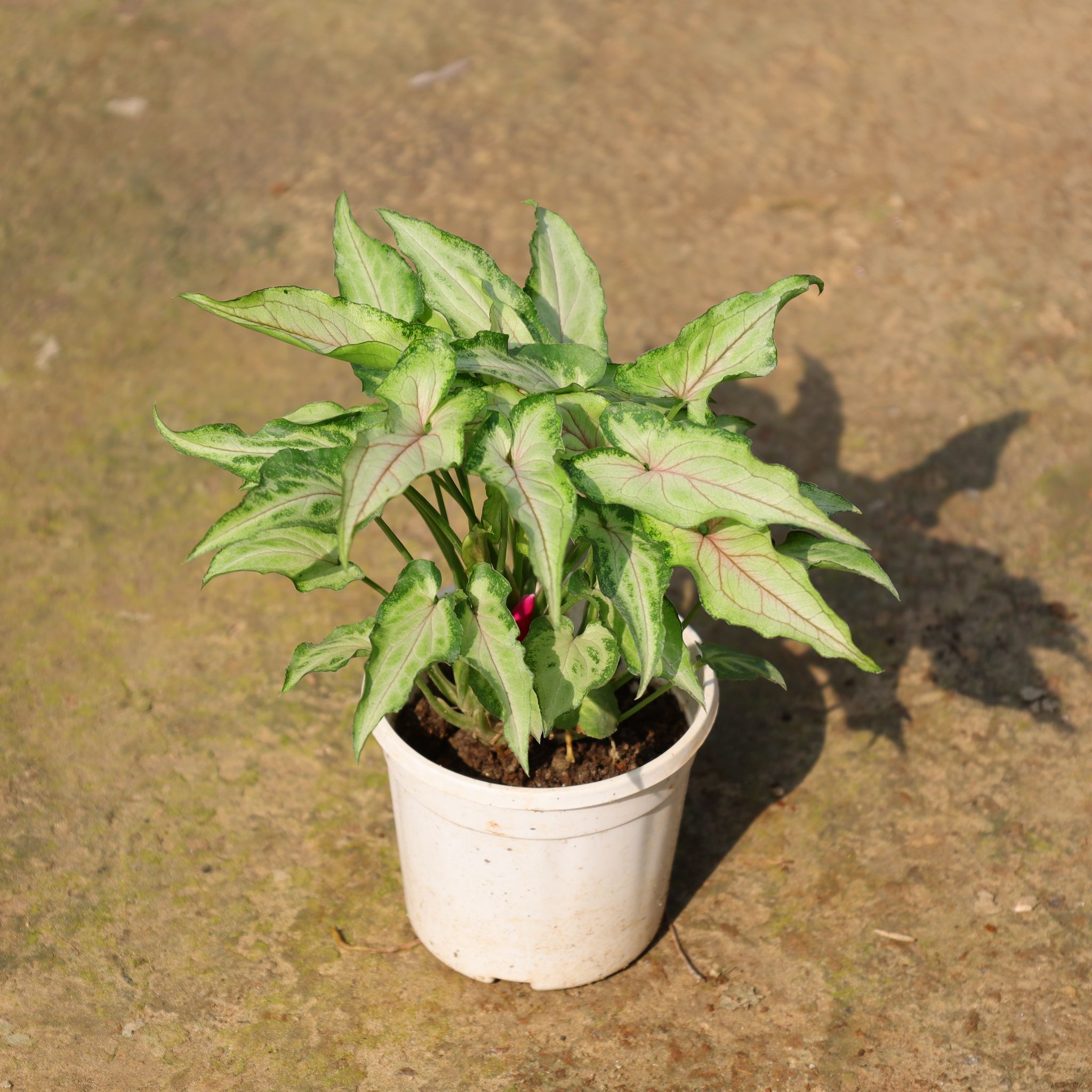 Syngonium Arrowhead In 4 Inch Nursery Pot