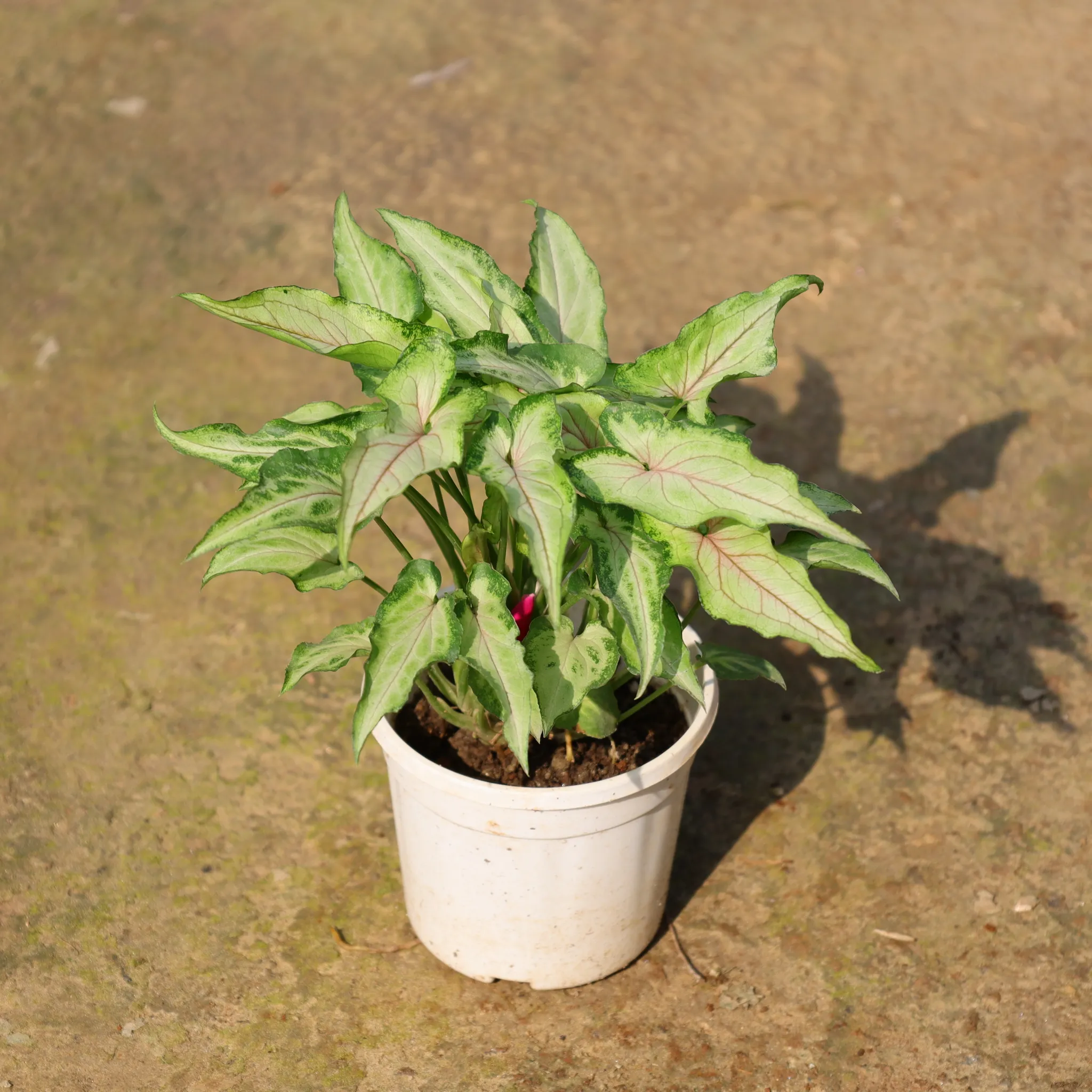 Syngonium Arrowhead In 4 Inch Nursery Pot