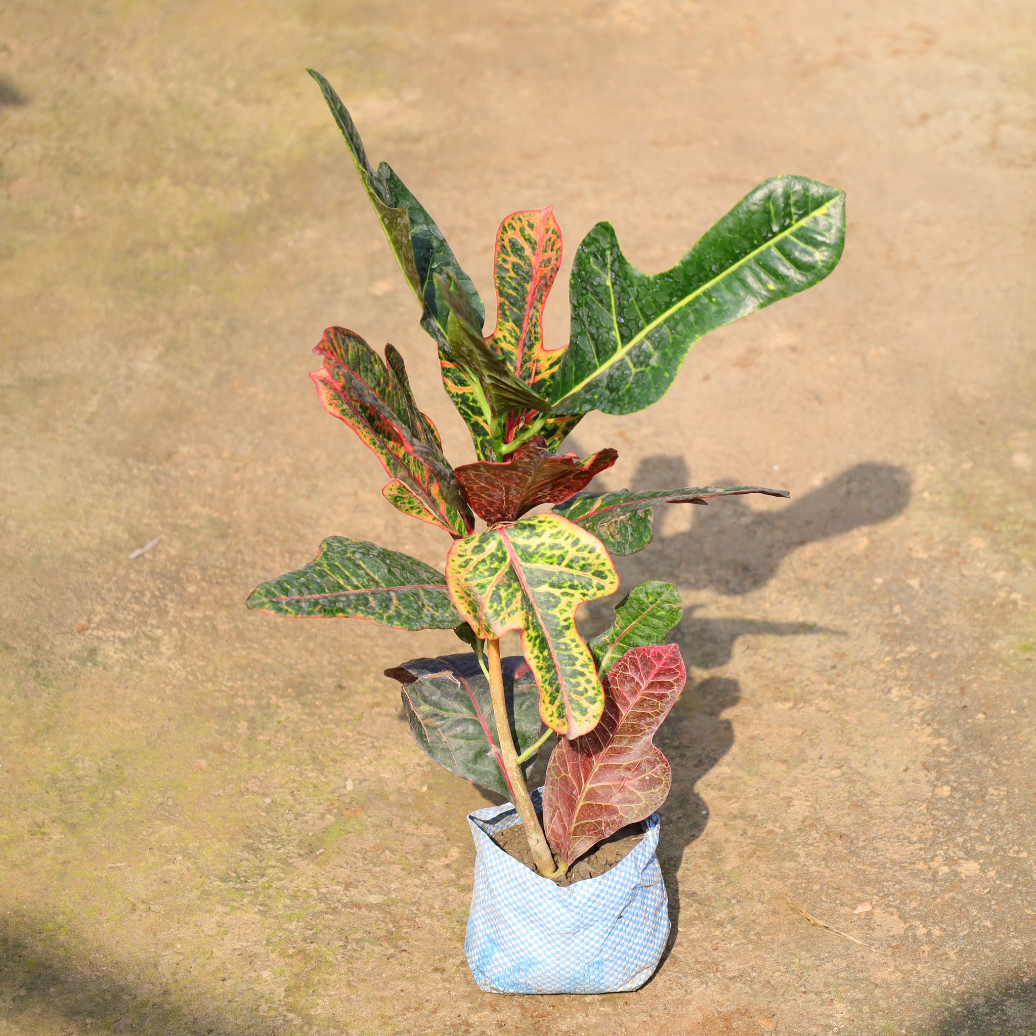 Croton Petra In 4 Inch Nursery Bag