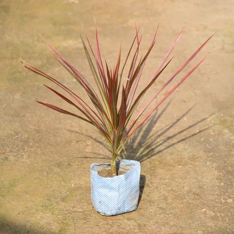 Air Purifying - Dracaena Colorama / Marginata In 4 Inch Nursery Bag