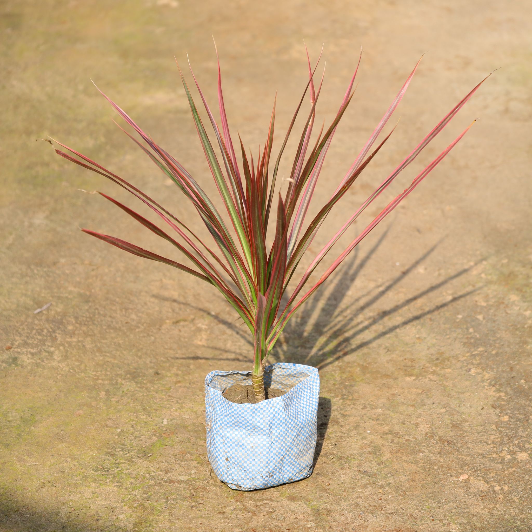 Air Purifying - Dracaena Colorama / Marginata In 4 Inch Nursery Bag