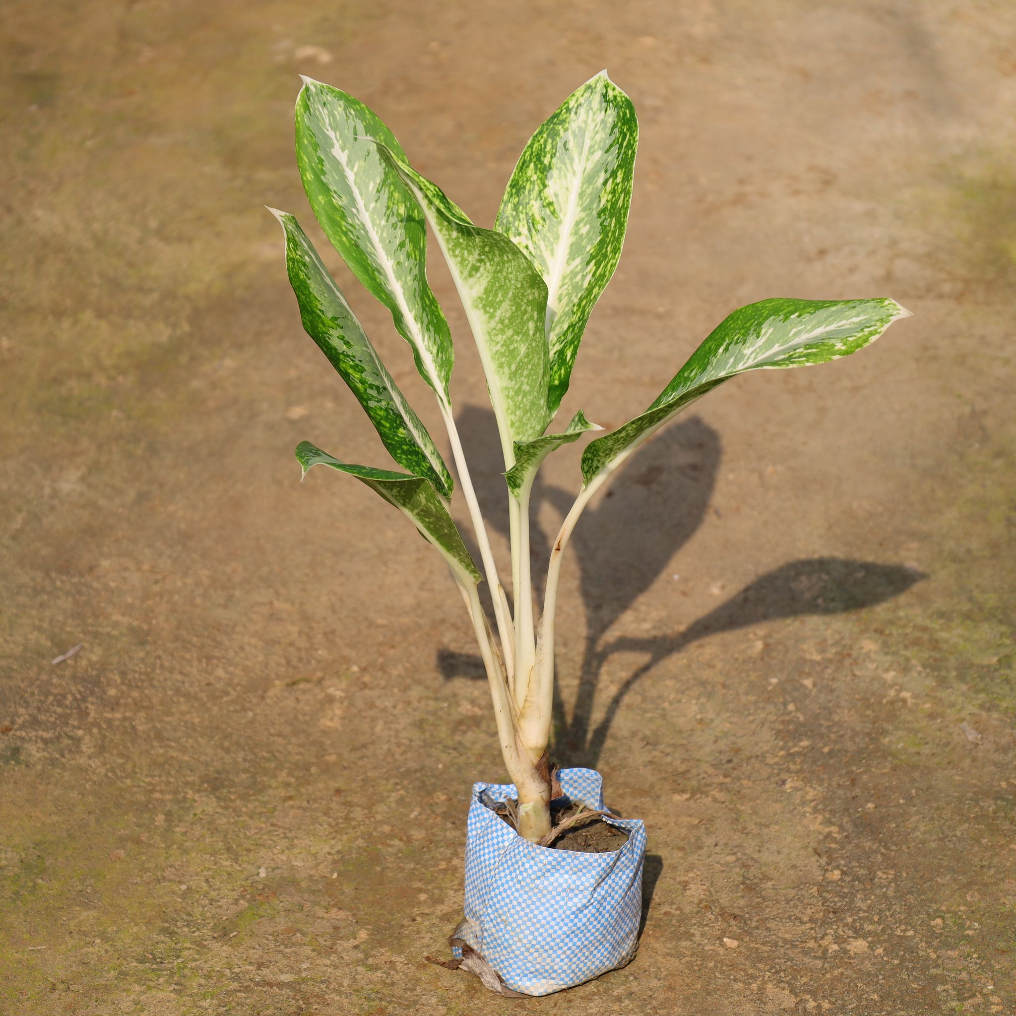 Air Purifying - Aglaonema Silver In 4 Inch Nursery Bag