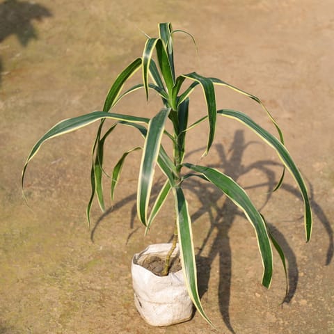 Air Purifying - Aglaonema Jamaica In 4 Inch Nursery Bag