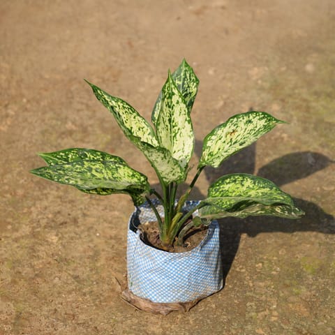Air Purifying - Aglaonema Snow White In 4 Inch Nursery Bag