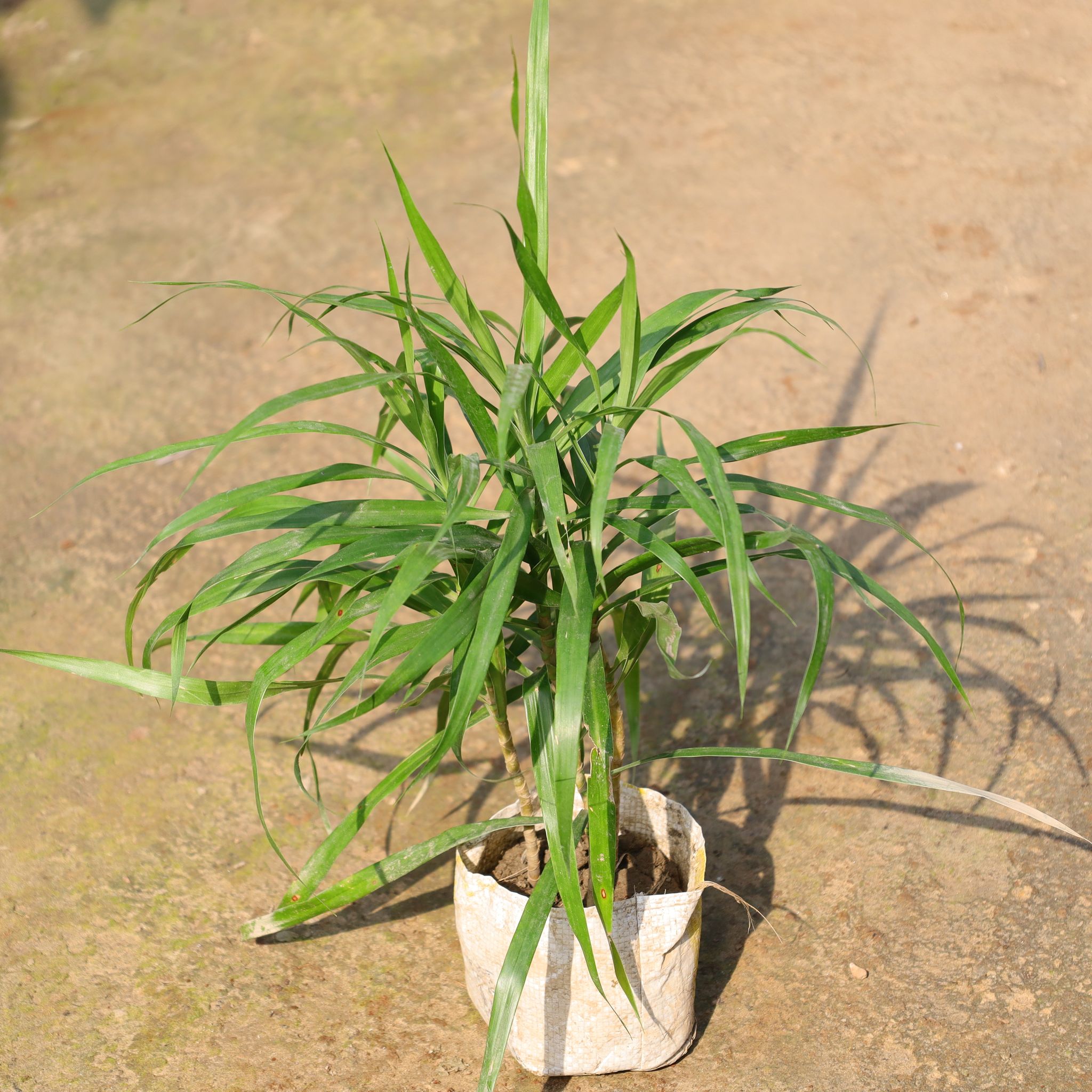 Air Purifying - Dracaena Green In 4 Inch Nursery Bag