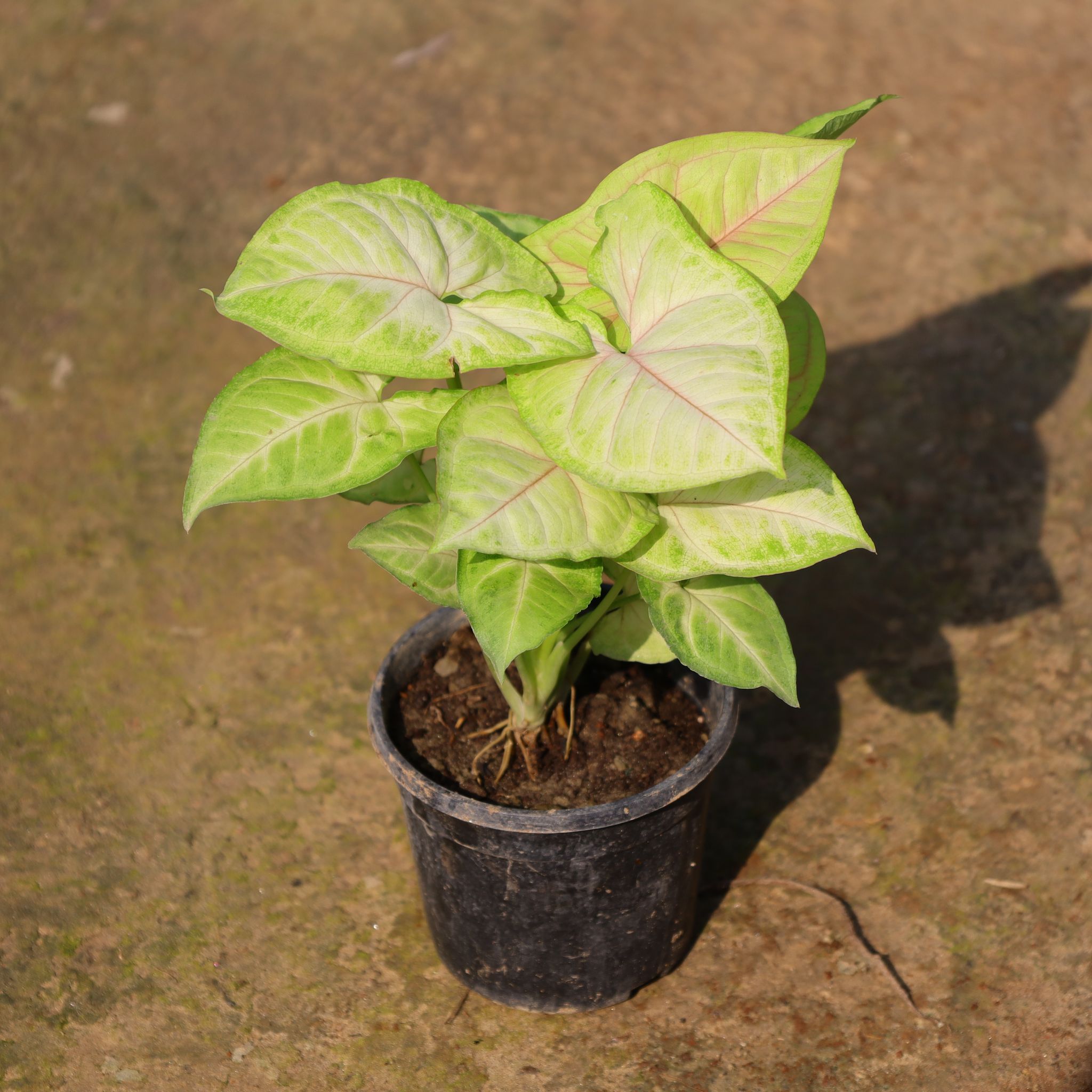 Air Purifying - Syngonium Golden In 4 Inch Nursery Pot