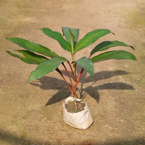 Air Purifying - Aglaonema Kedarnath In 4 Inch Nursery Bag