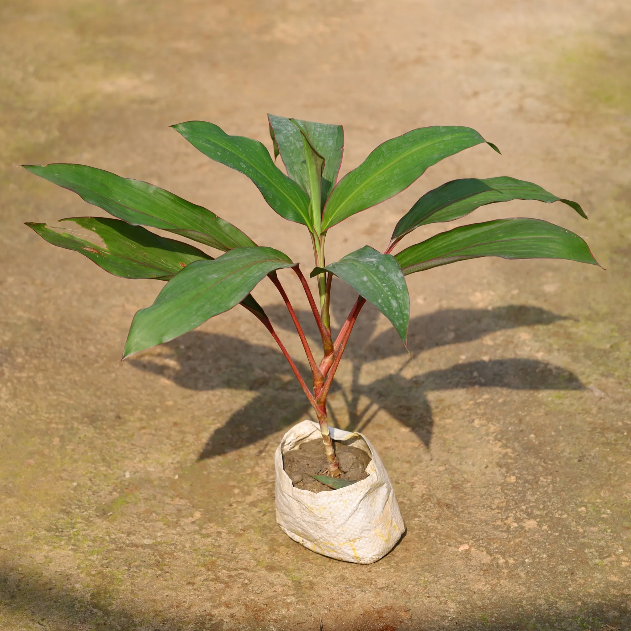 Air Purifying - Aglaonema Kedarnath In 4 Inch Nursery Bag