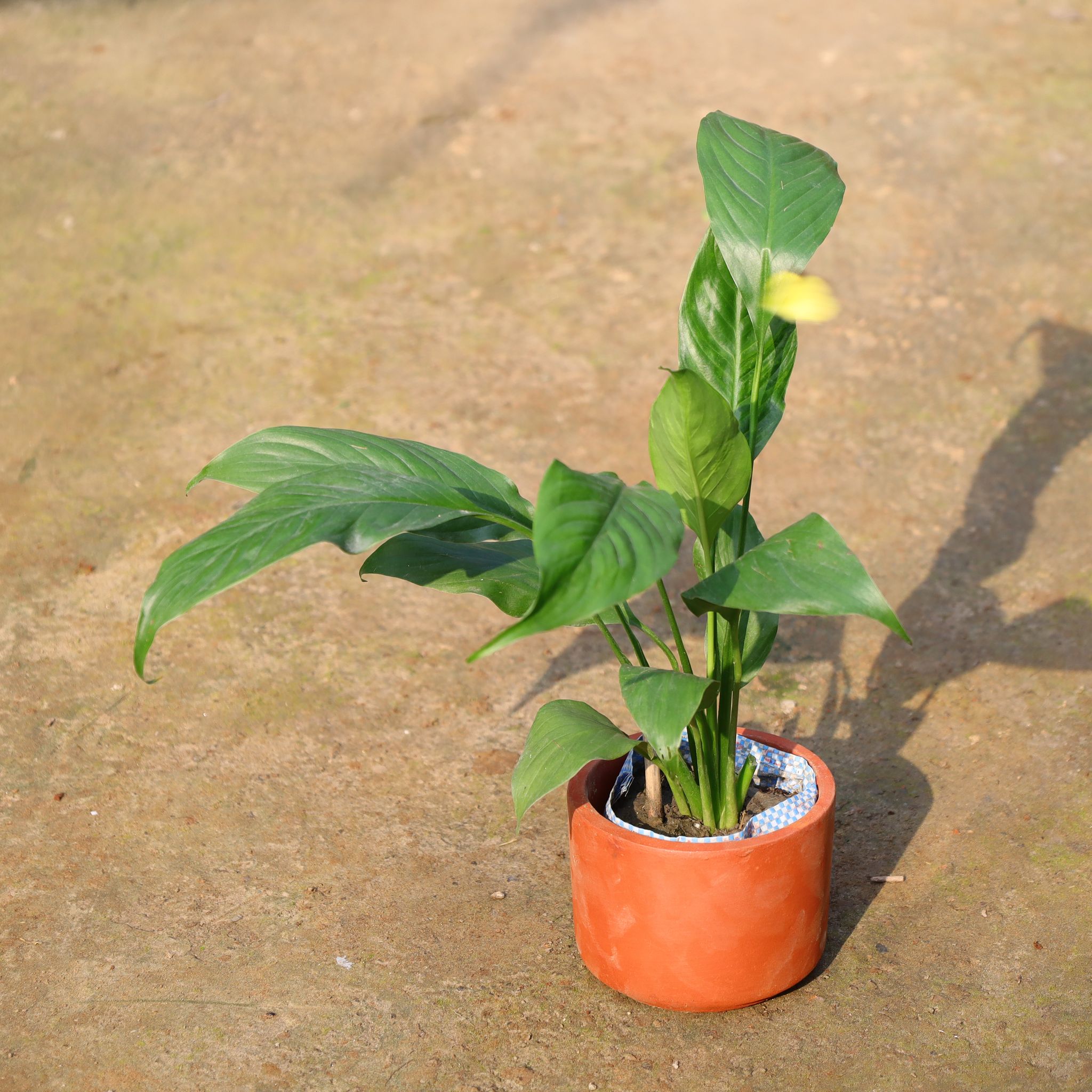 Peace Lily In 4 Inch Nursery Bag
