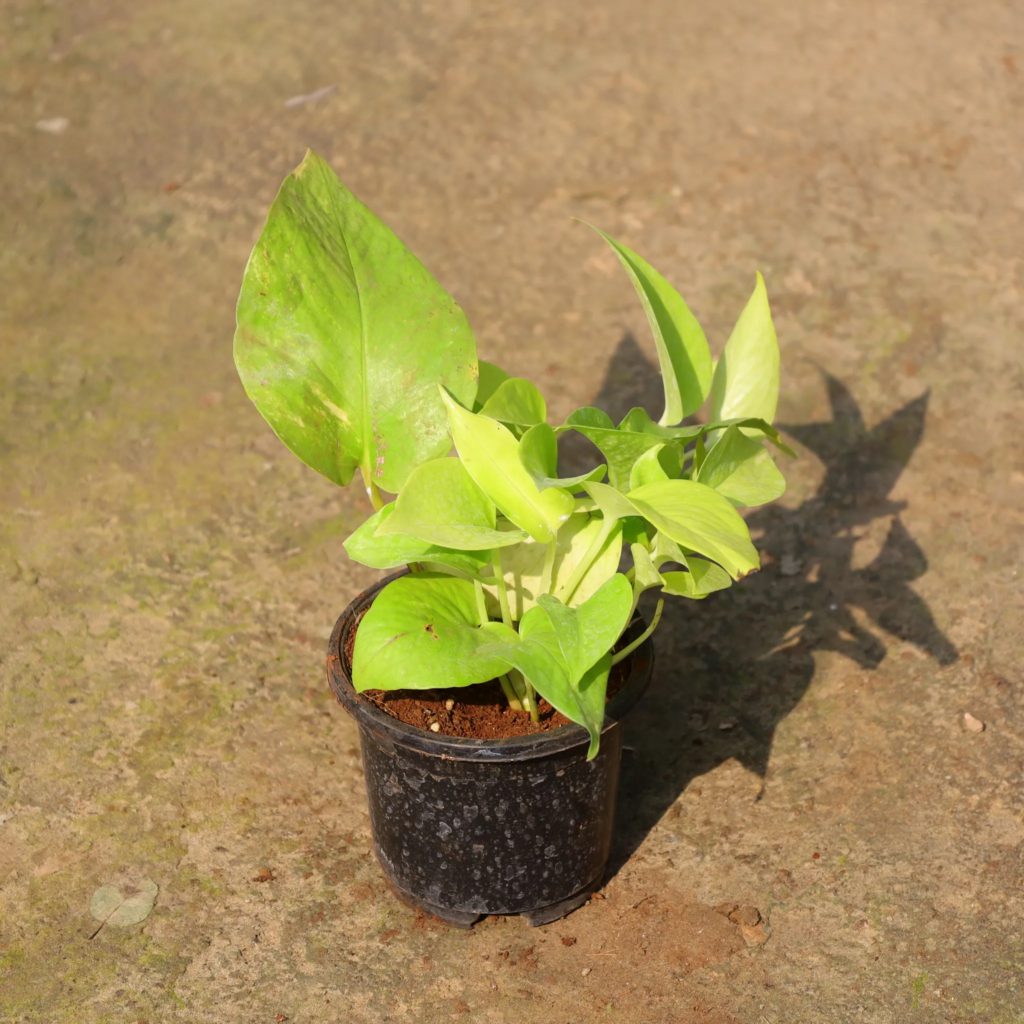 Money Plant Golden In 4 Inch Nursery Pot