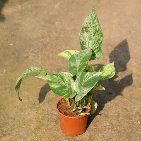 Air Purifying - Money Plant Marble In 4 Inch Nursery Pot