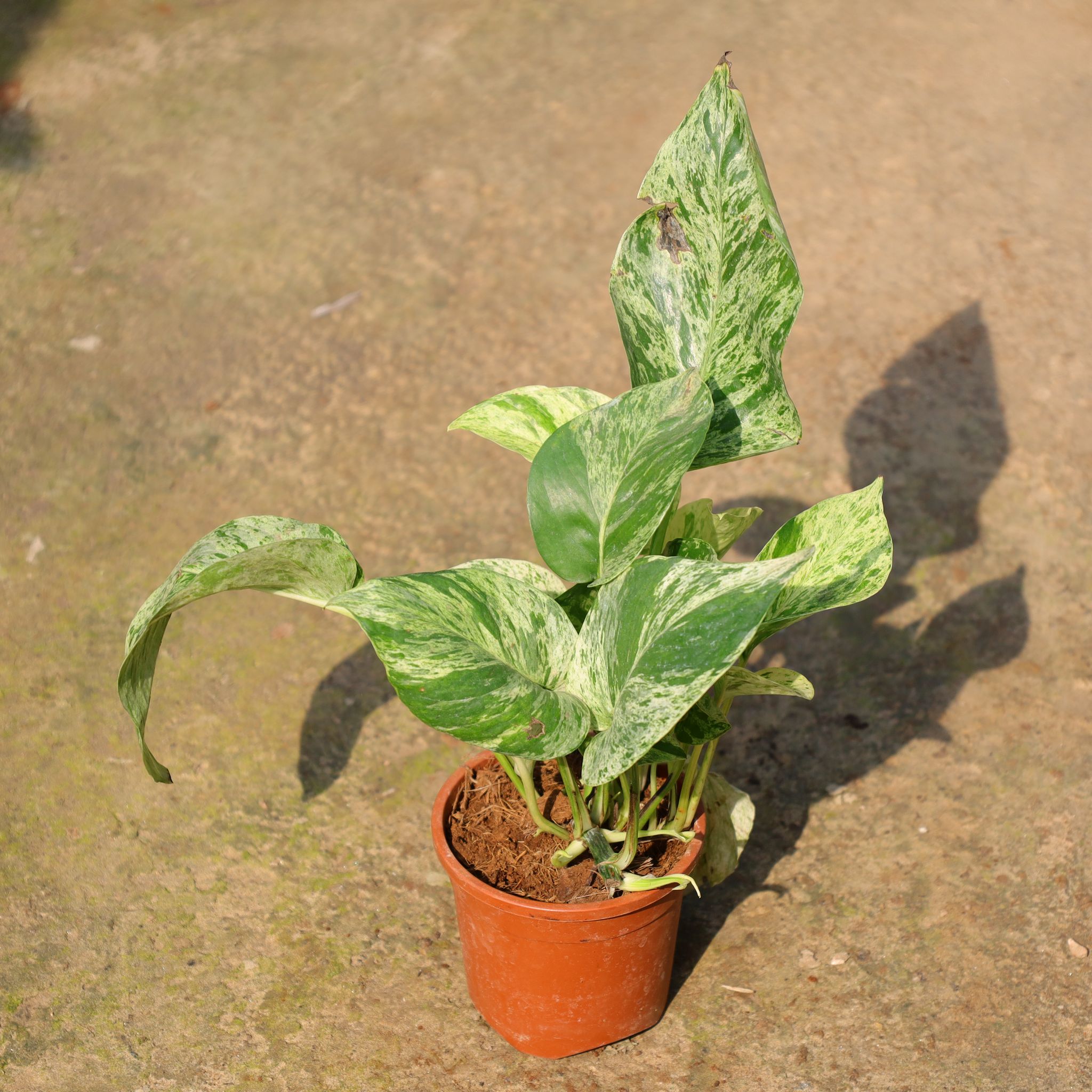 Air Purifying - Money Plant Marble In 4 Inch Nursery Pot