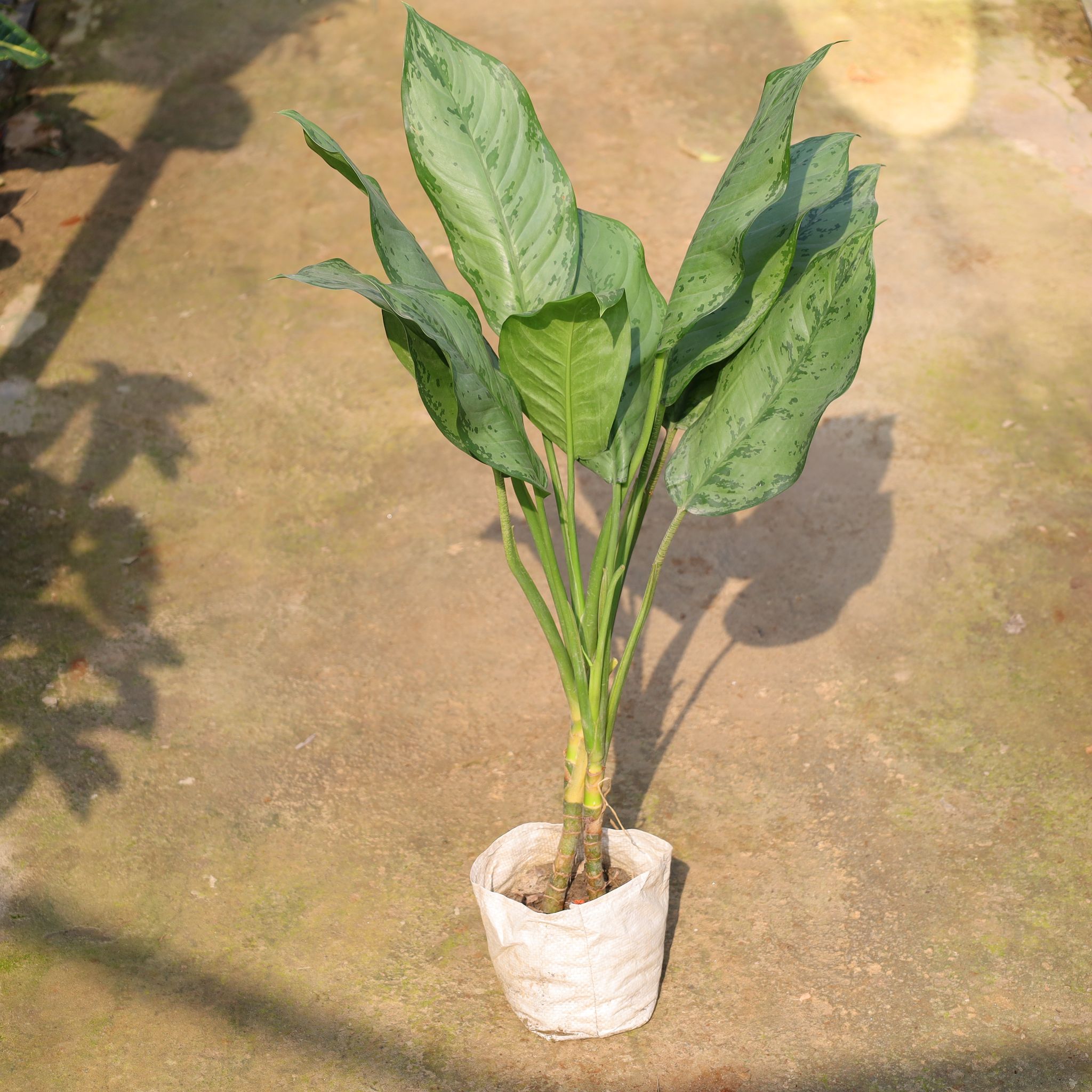 Aglaonema Silver Queen In 8 Inch Nursery Bag