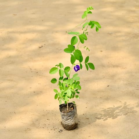 Aparajita Blue in 4 Inch Nursery Bag