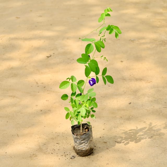 Aparajita Blue in 4 Inch Nursery Bag