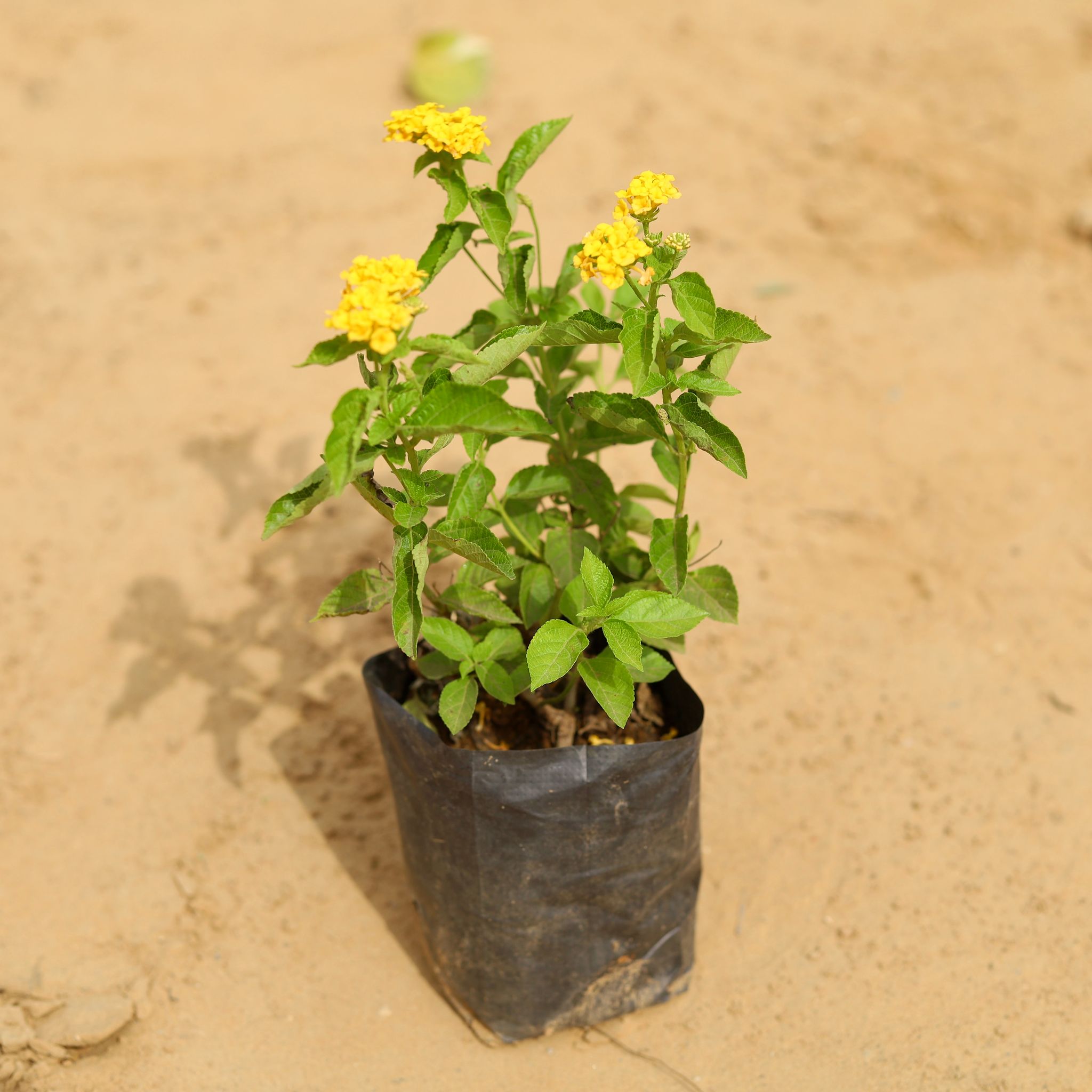 Lantana Yellow in 3 Inch Nursery Bag