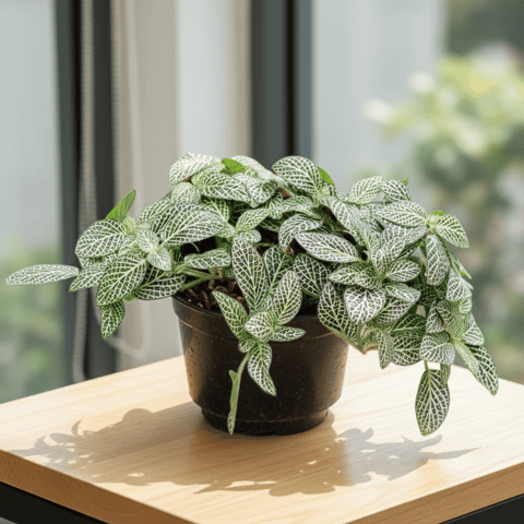 Fittonia in 5 Inch Nursery Pot